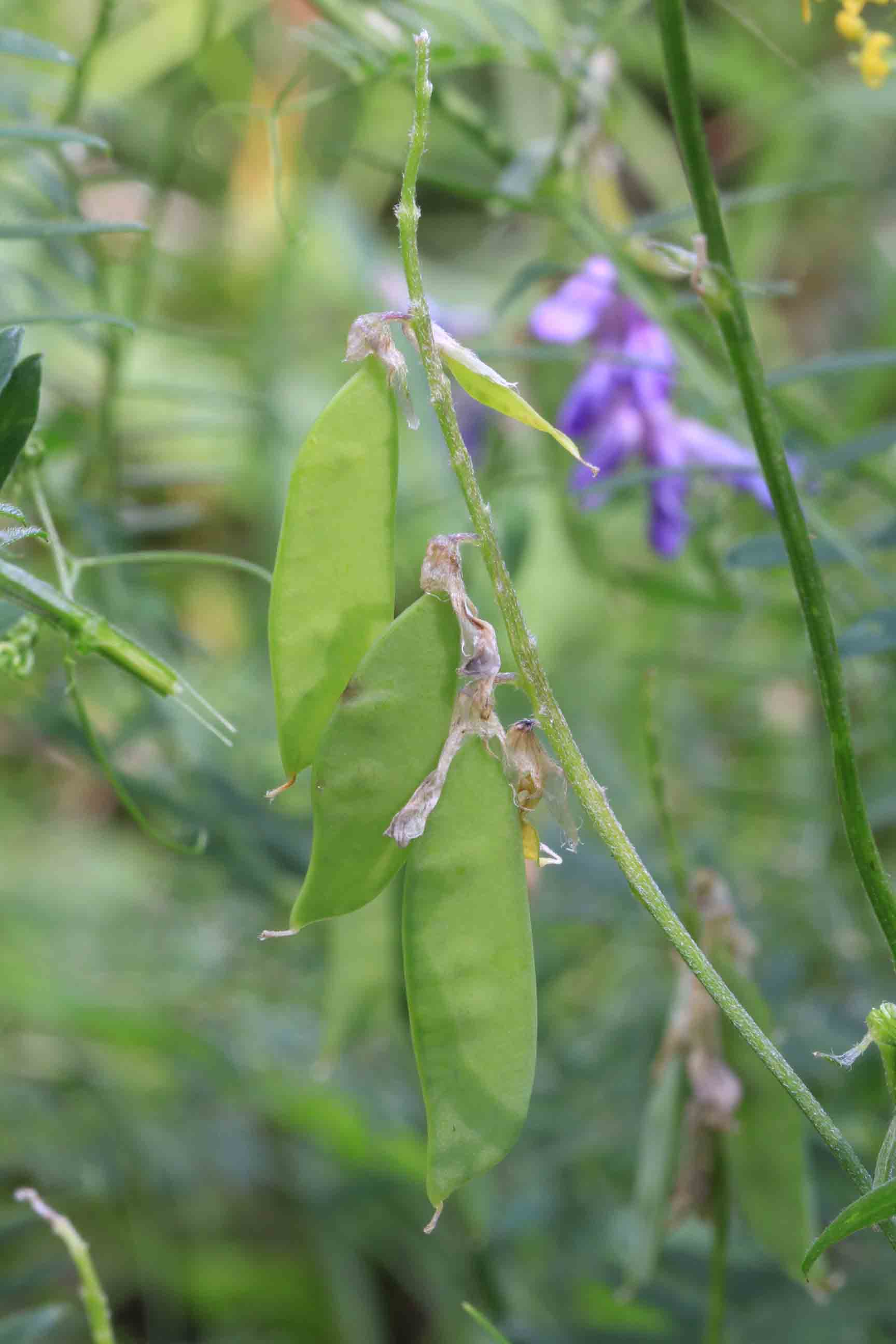 Vicia cracca