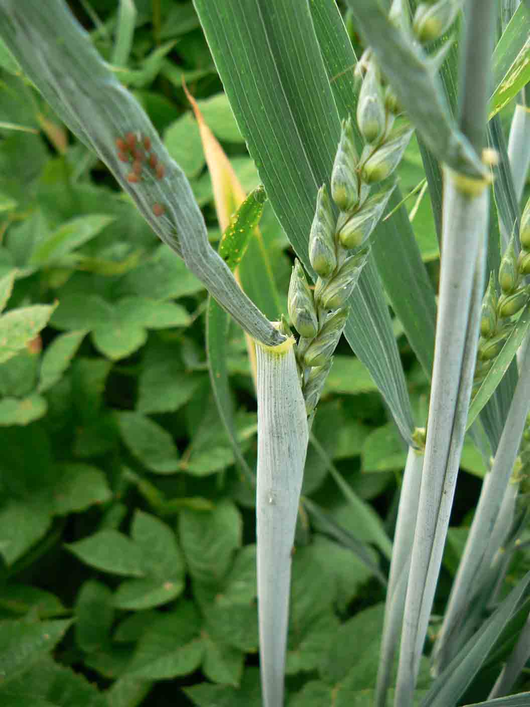 Carex da id