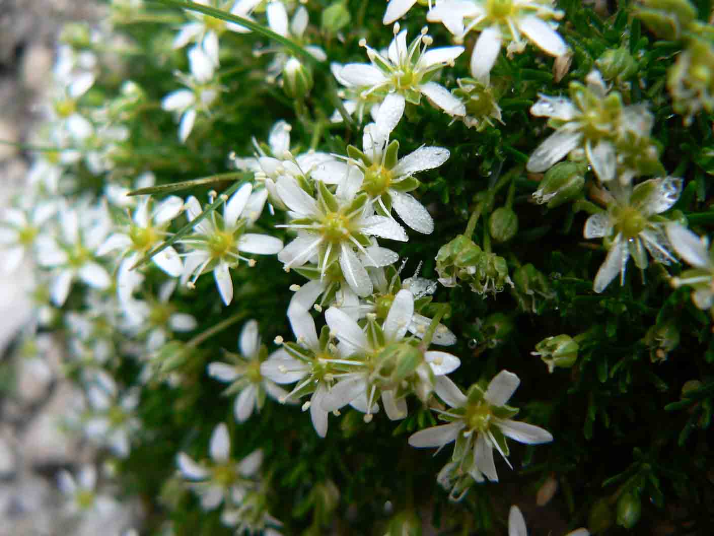 Moehringia ciliata