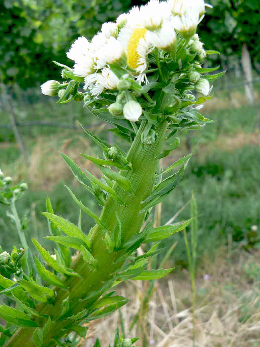 Scherzi di natura ? Fasciazione su Erigeron