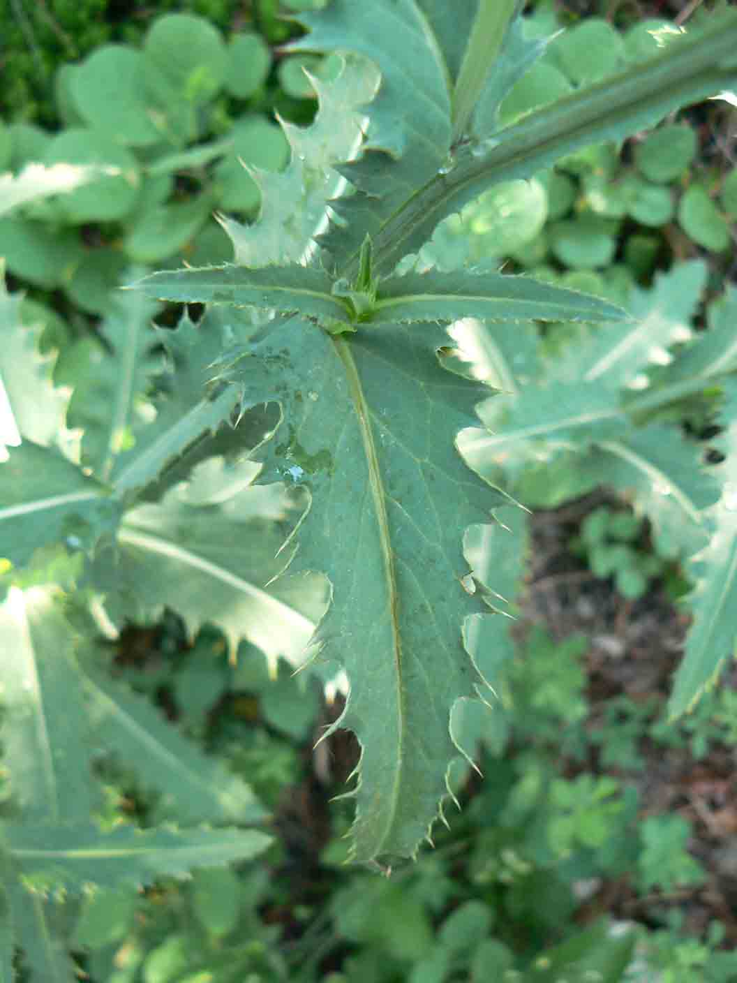 Carduus defloratus subsp. tridentinus