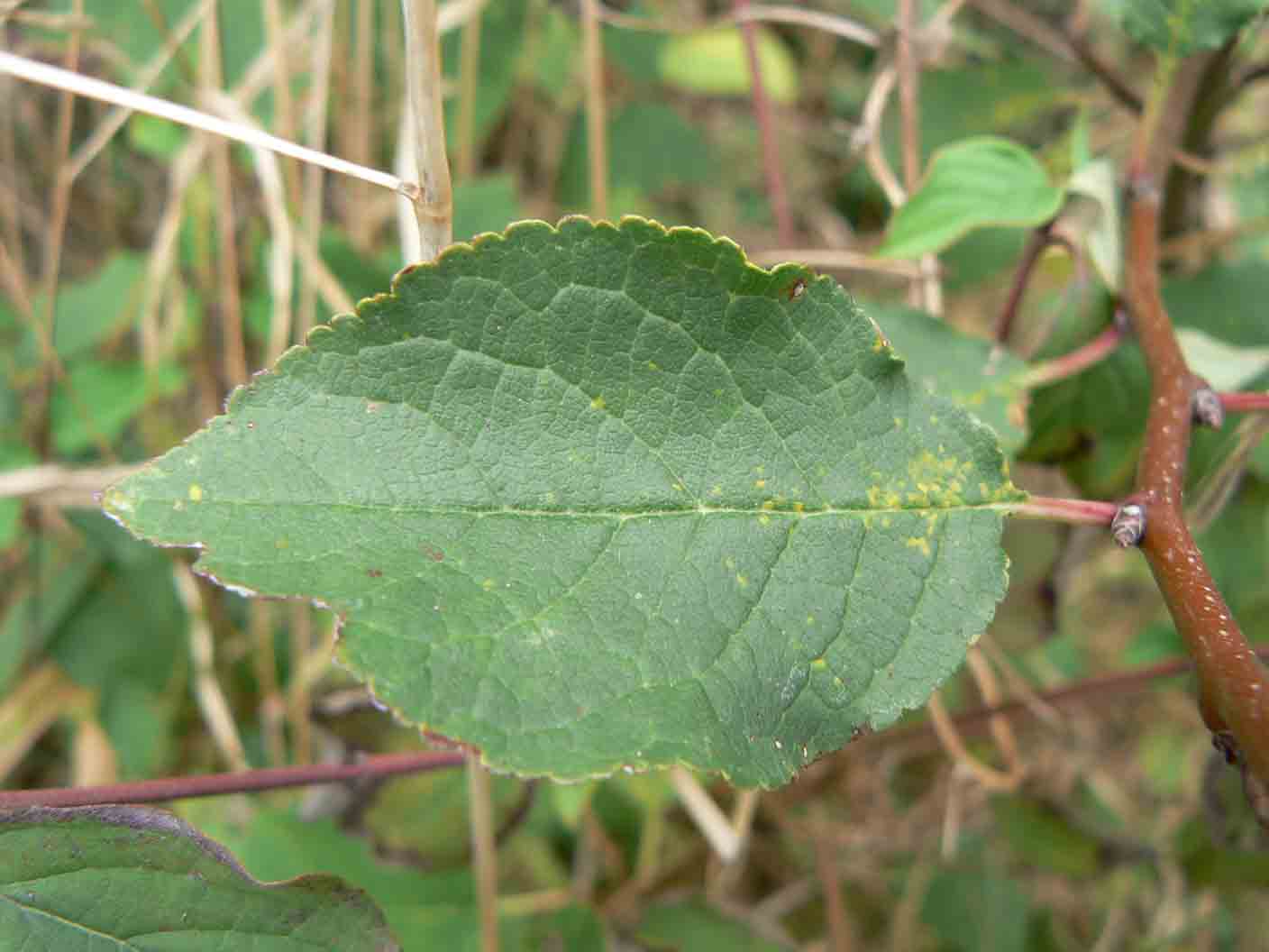 Tamus communis, rampicante su Prunus sp.