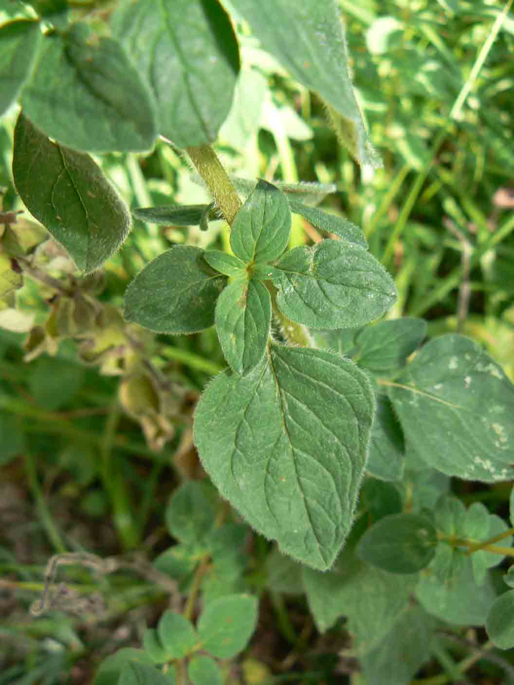 Origanum vulgare