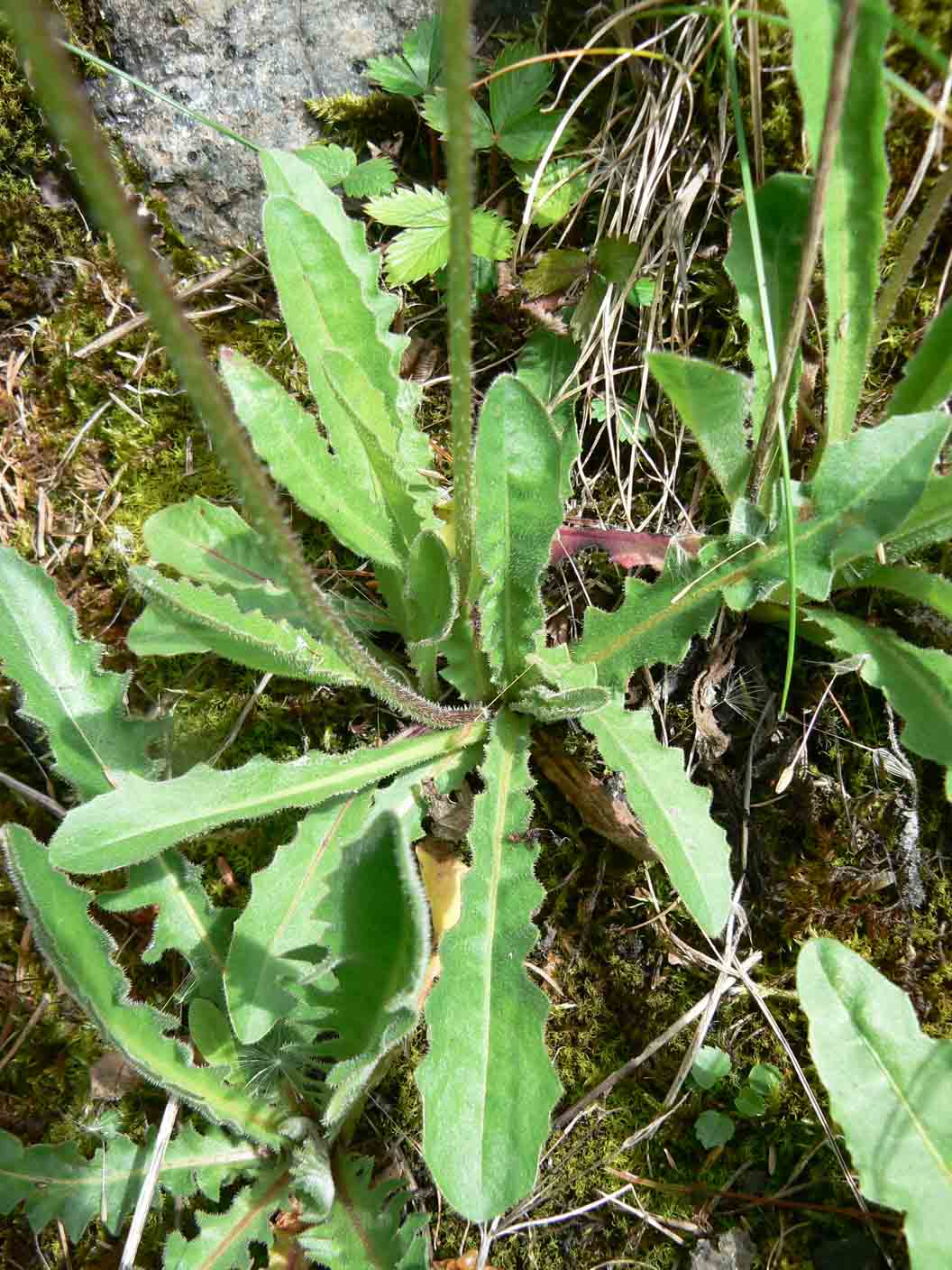 Asteracea - Leontodon hispidus