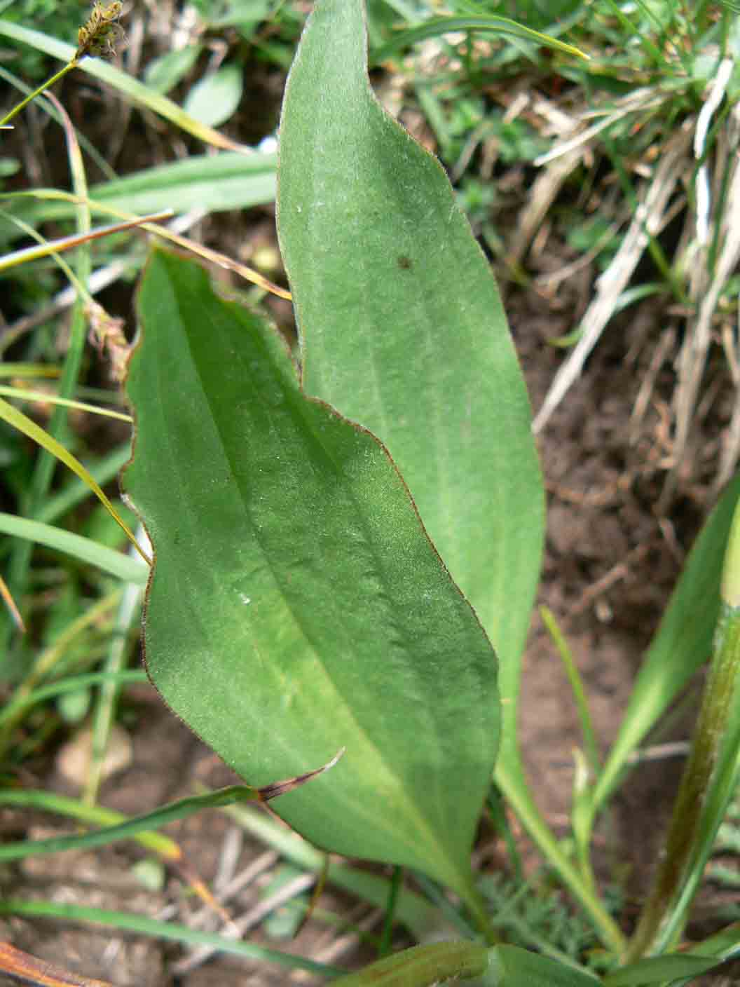 Scorzonera humilis / Scorzonera minore