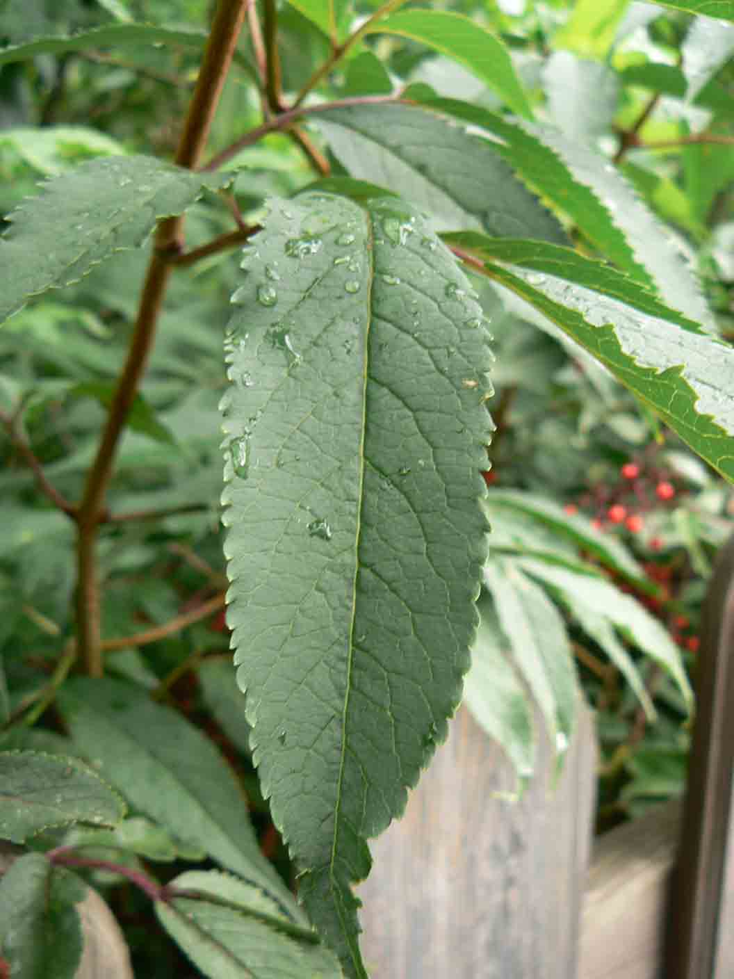 Sambucus racemosa