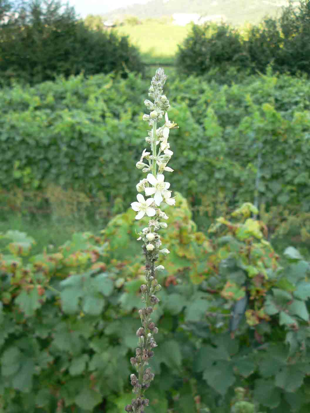 Verbascum lychnitis / Verbasco licnite