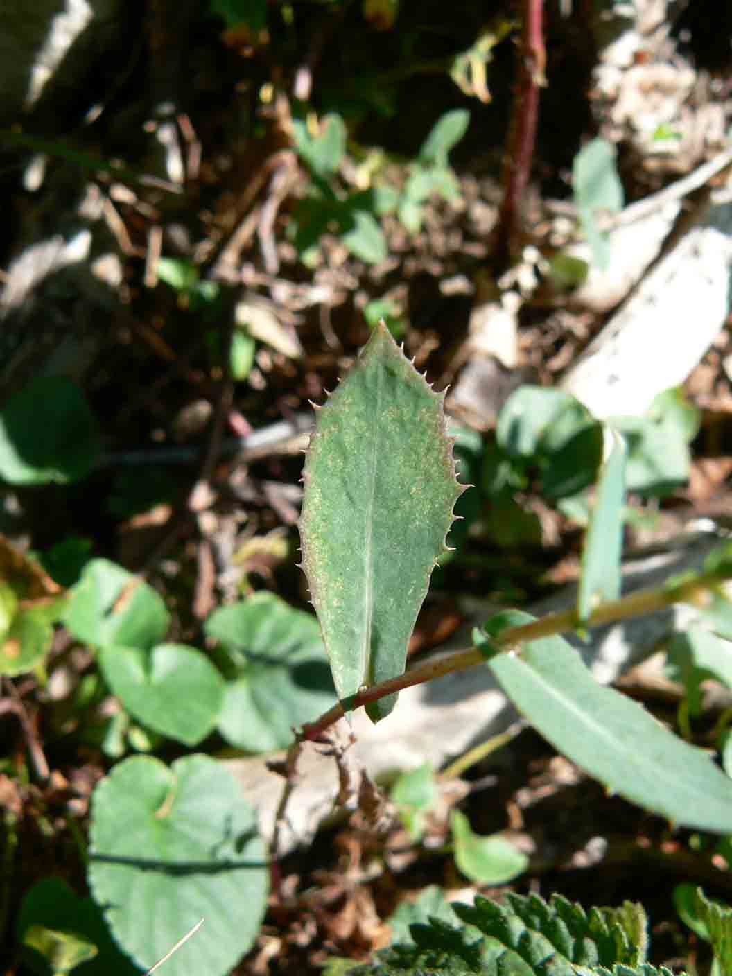 Lactuca sativa subsp. serriola