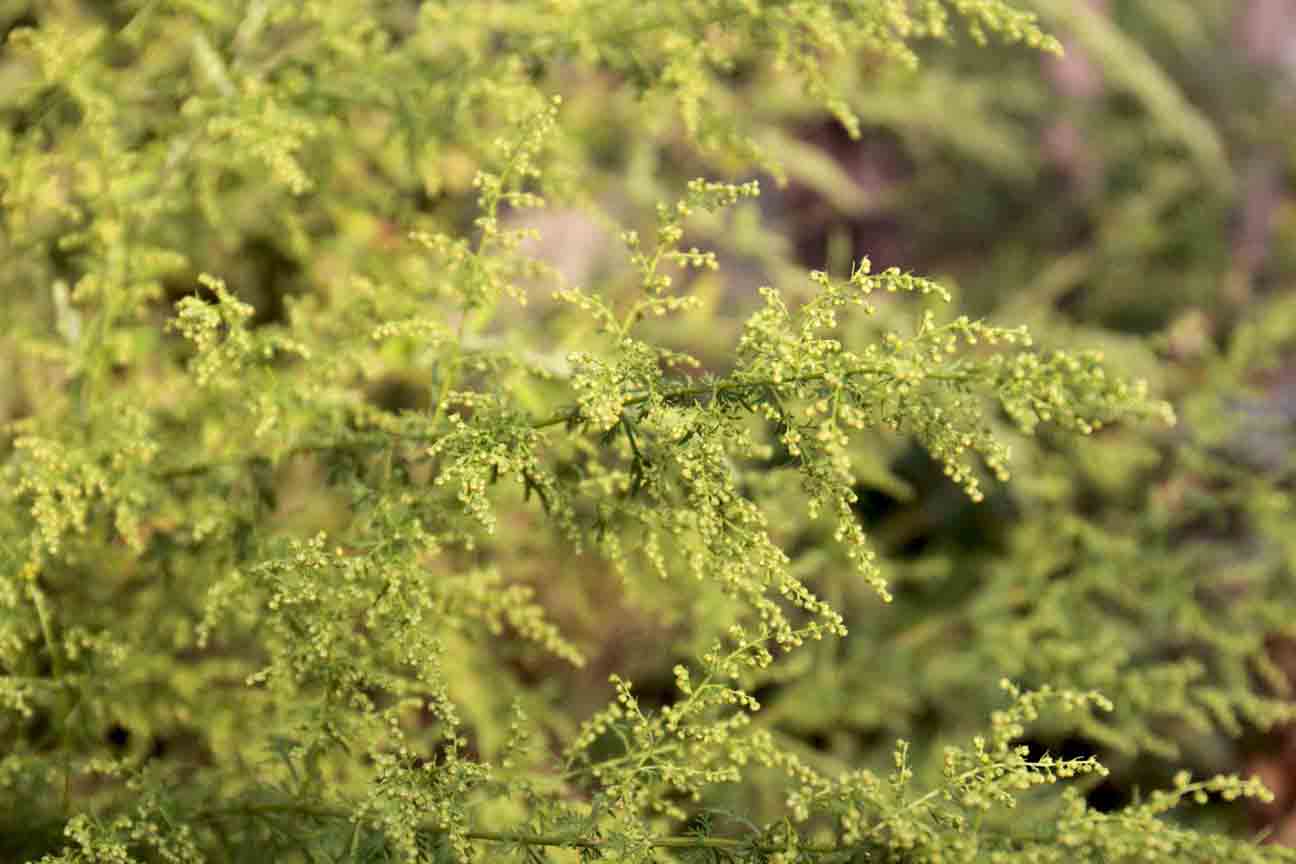 Artemisia annua