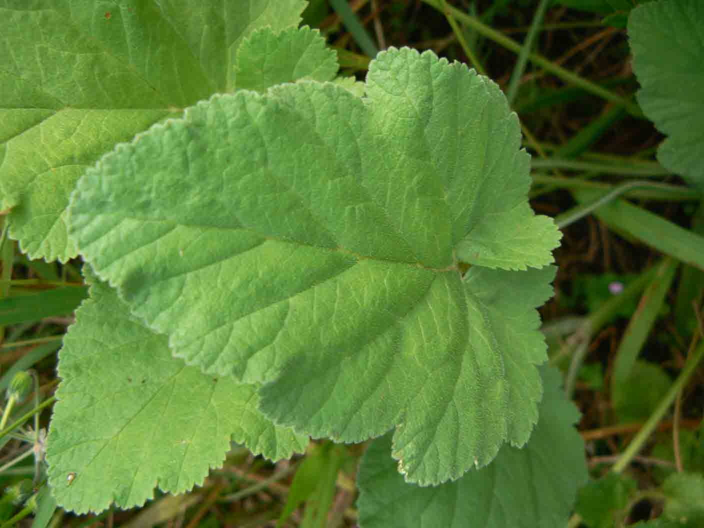 Erodium malacoides