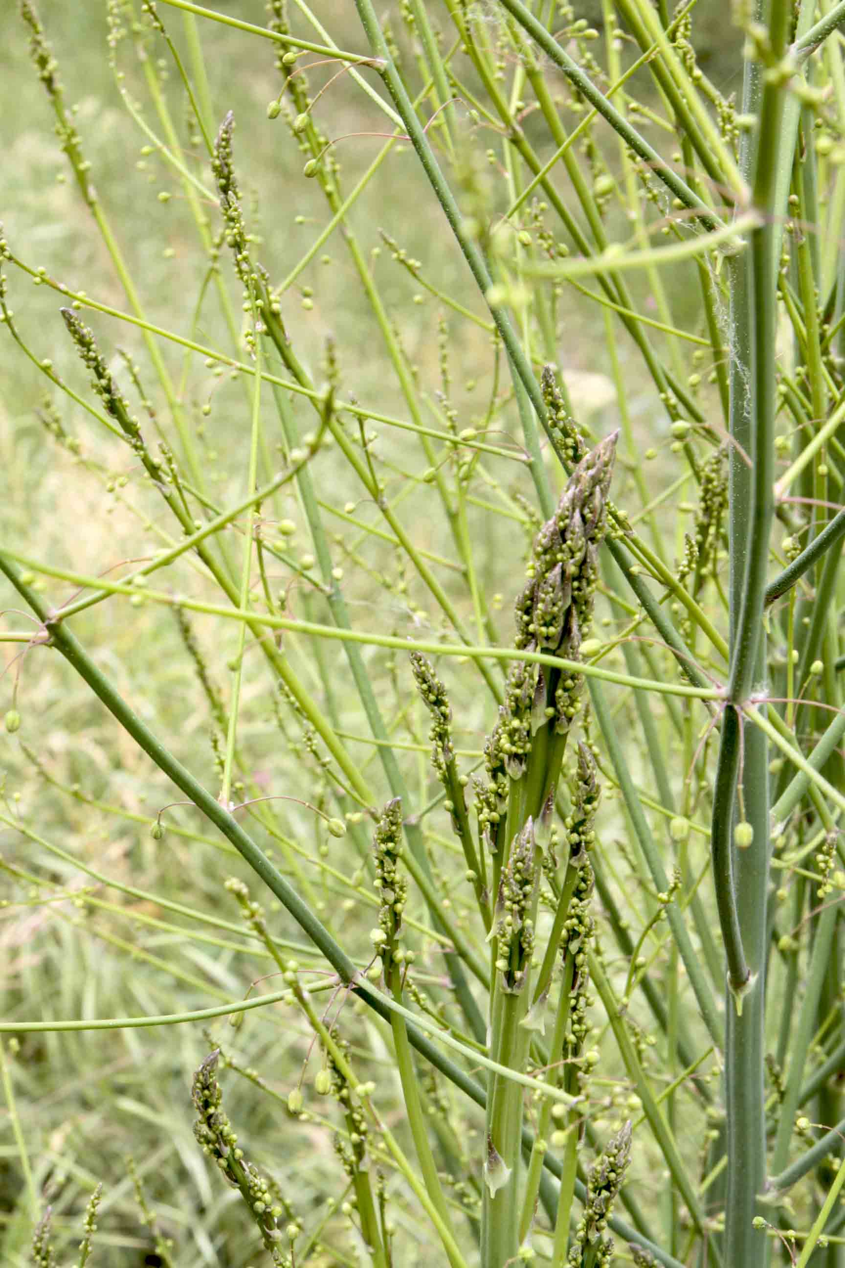 Asparagus officinalis / Asparago