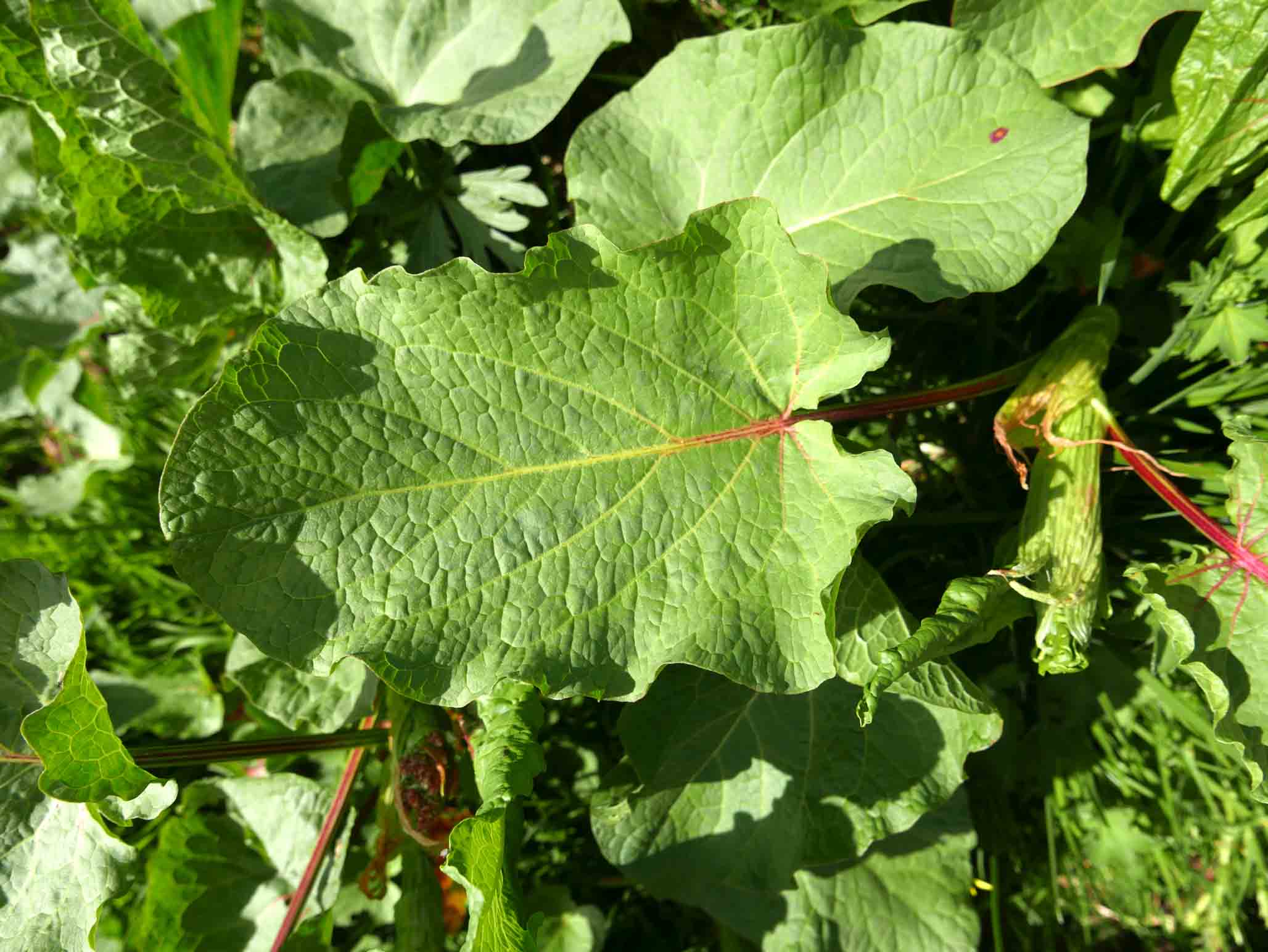 Rumex alpinus