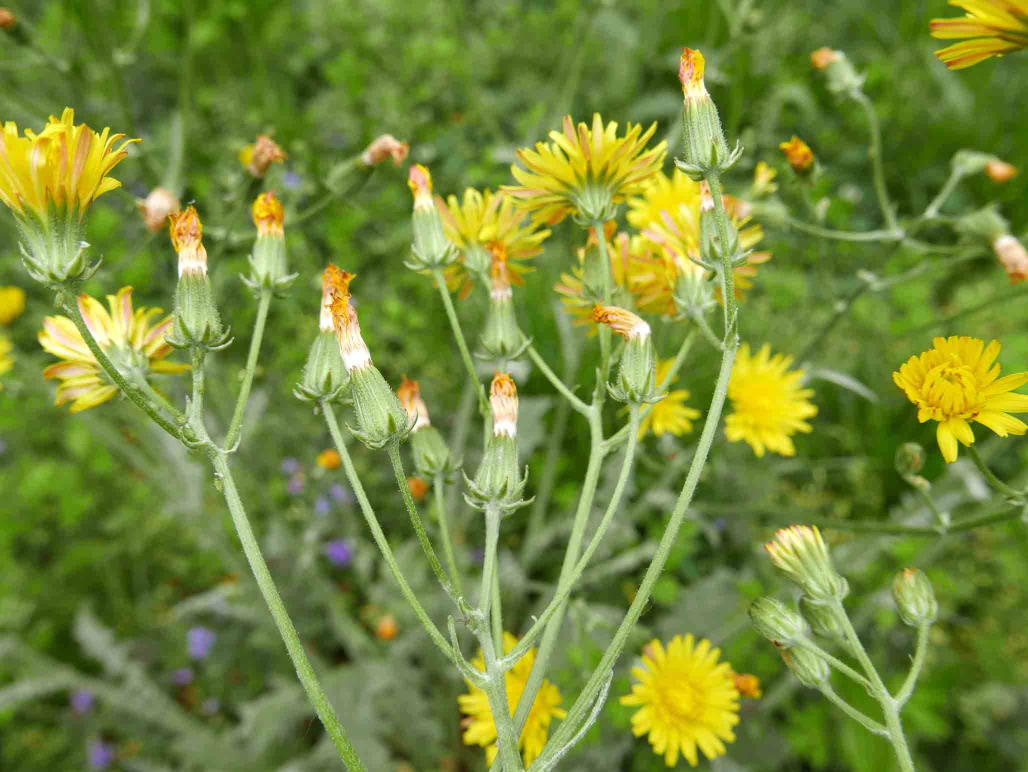 Crepis vesicaria subsp. taraxacifolia