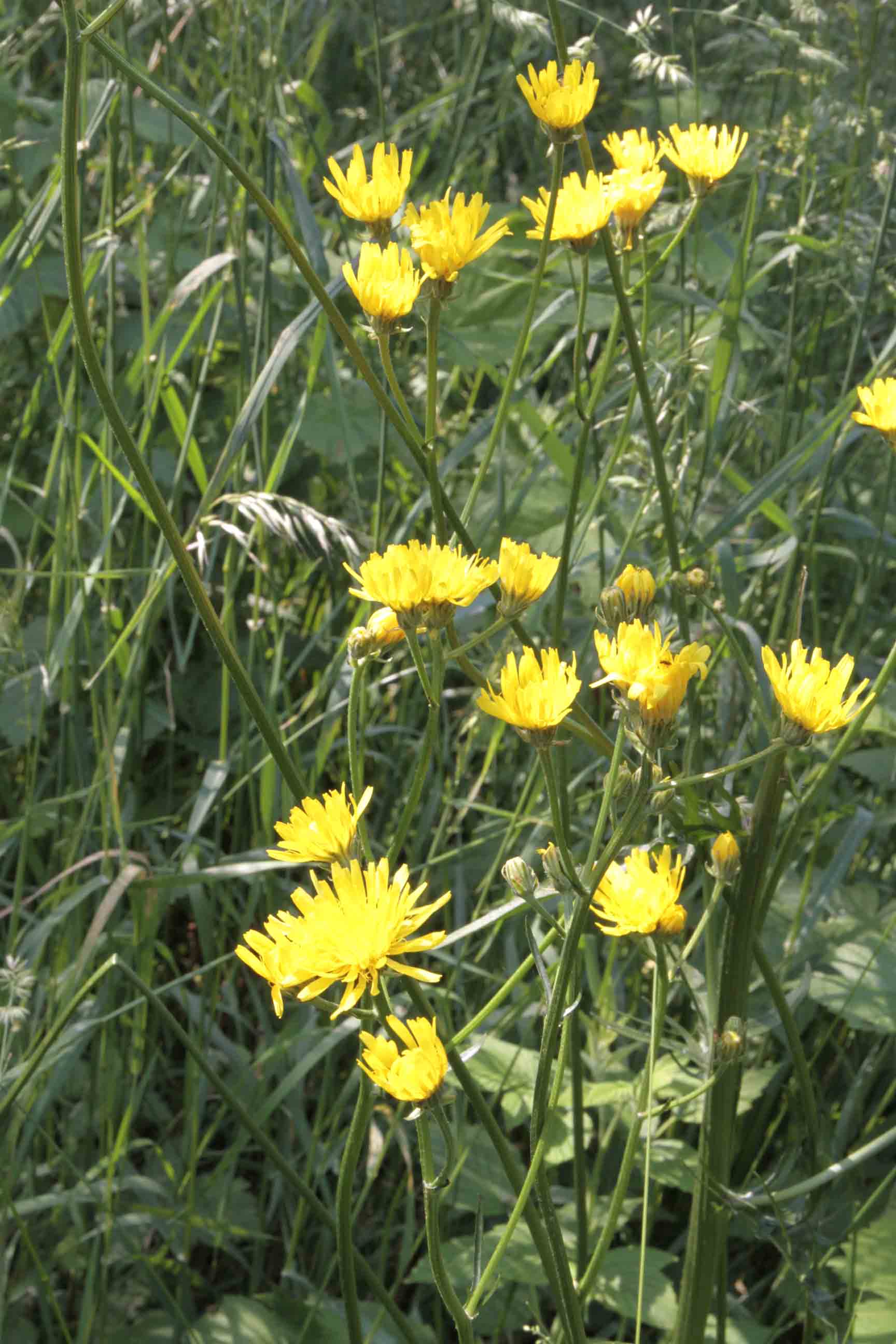 Crepis biennis / Radicchiella dei prati