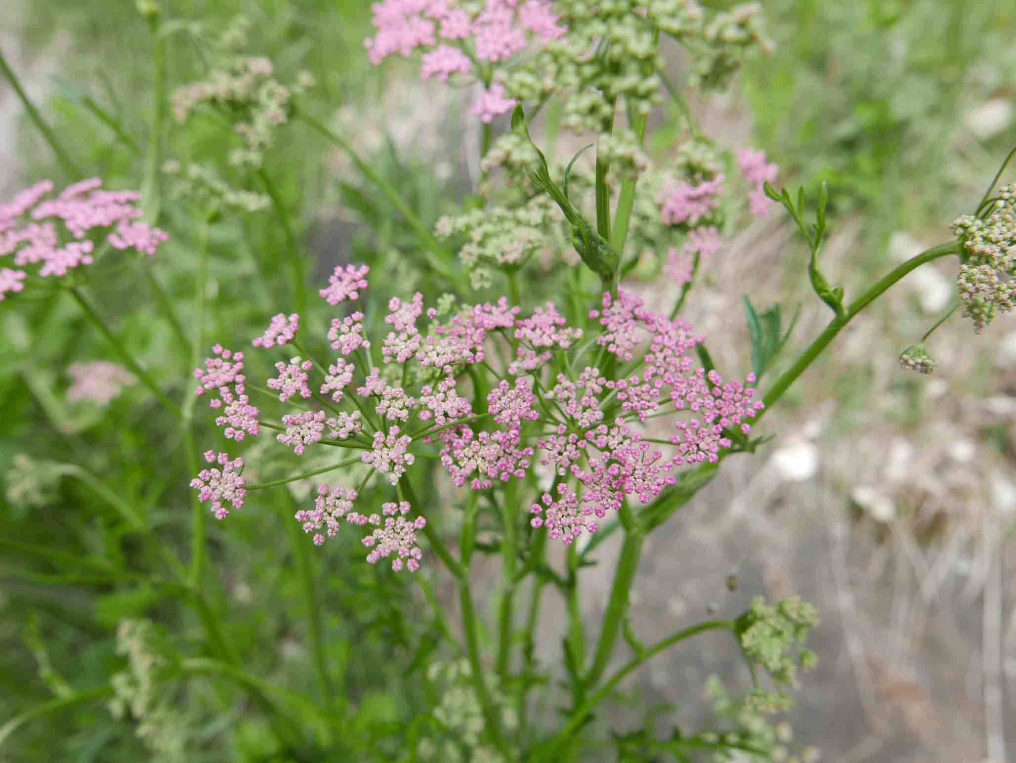 Pimpinella major / Pimpinella maggiore