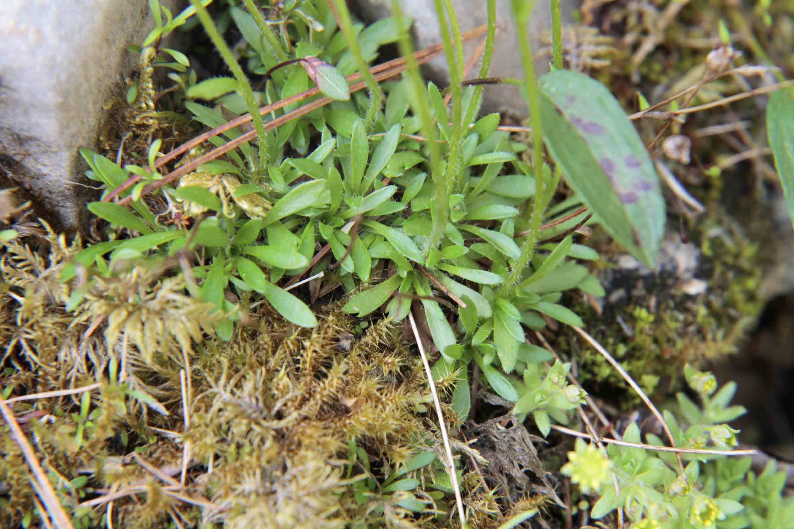 Saxifraga androsacea