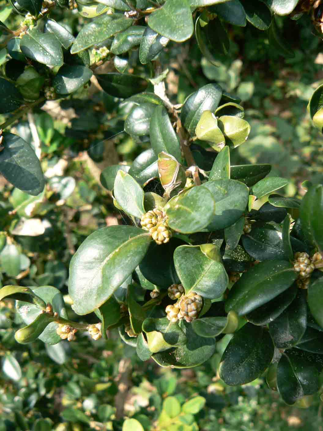 Buxus sempervirens / Bosso comune