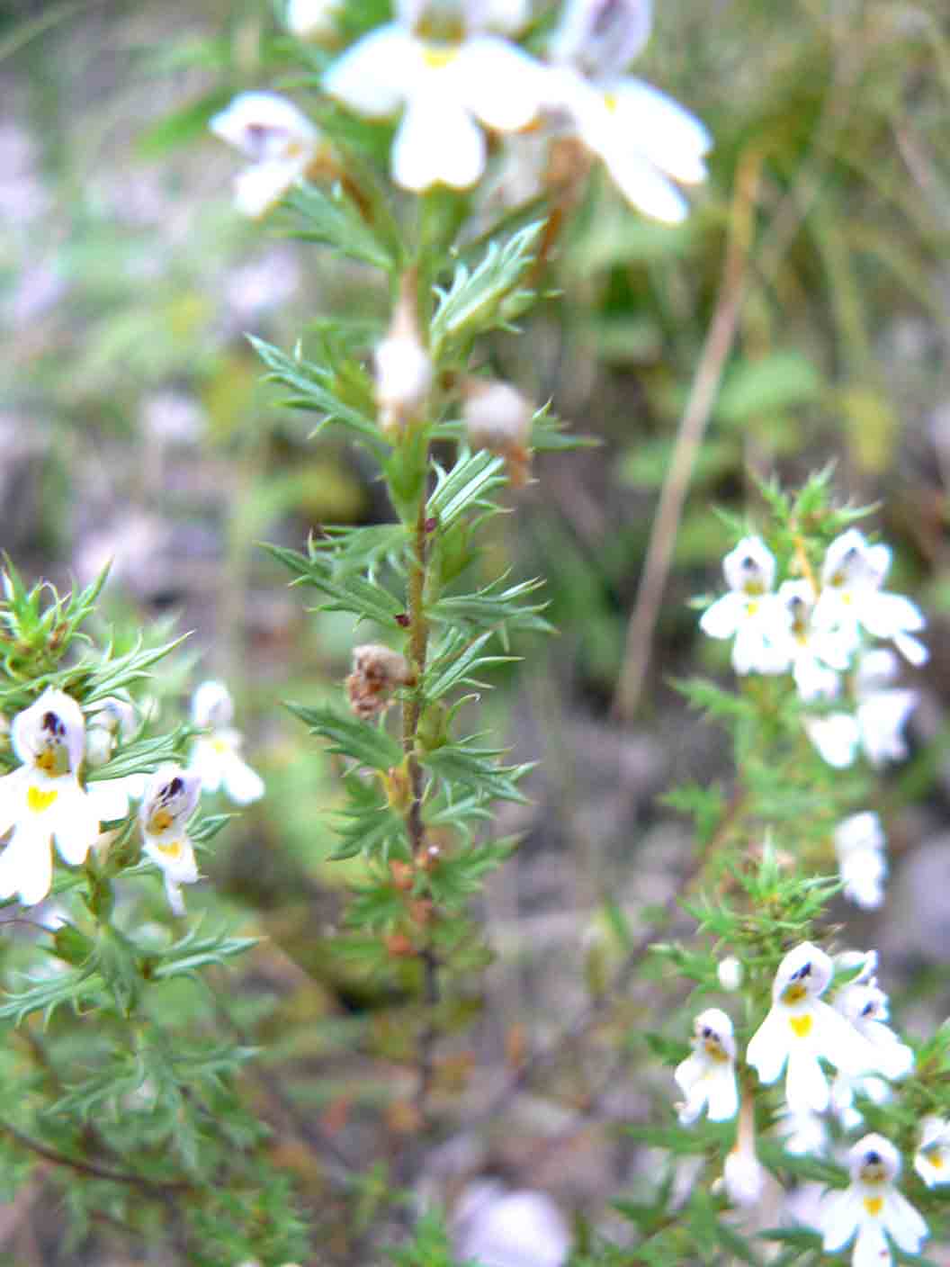 Euphrasia da id