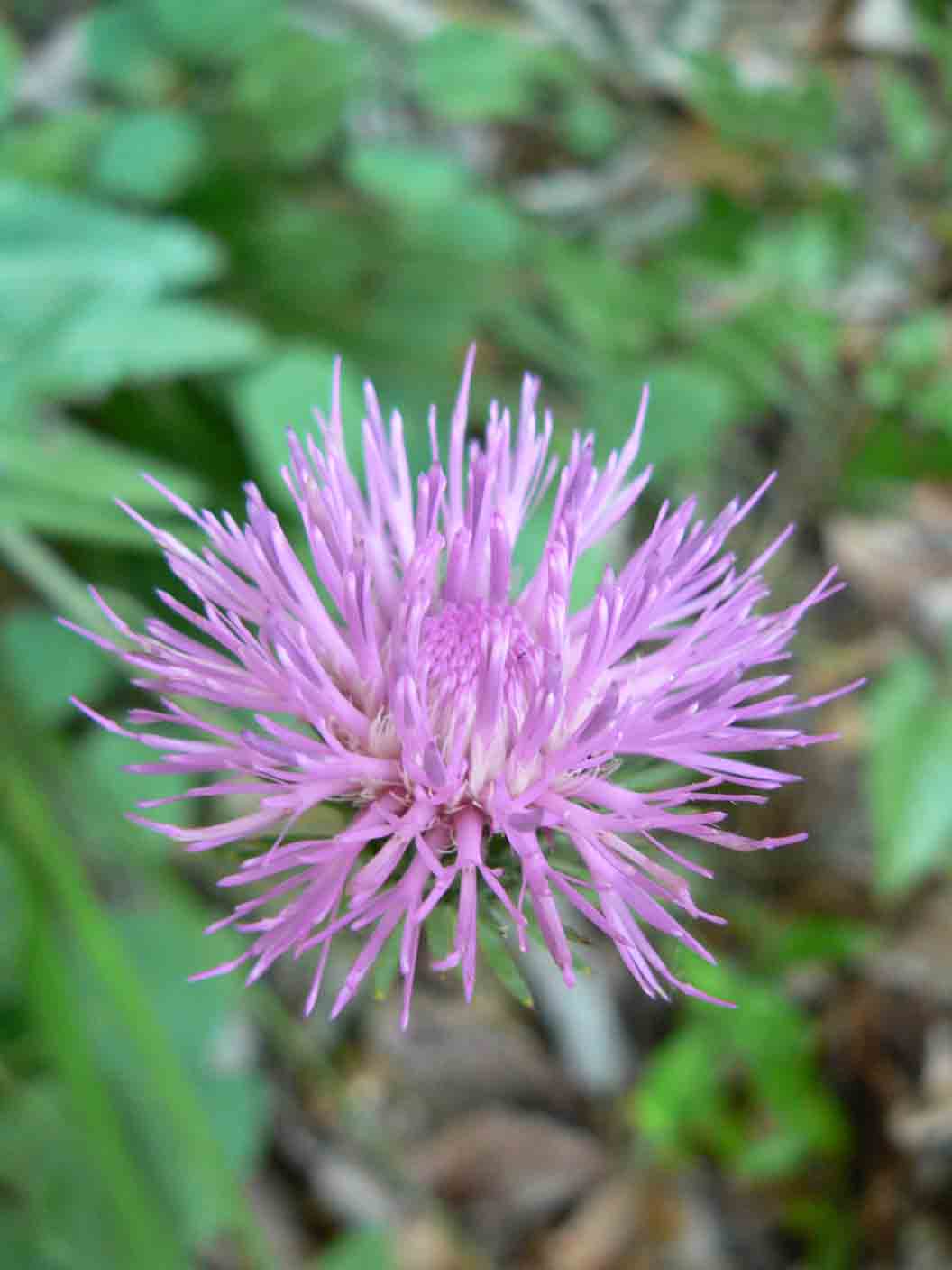 Carduus defloratus subsp. tridentinus