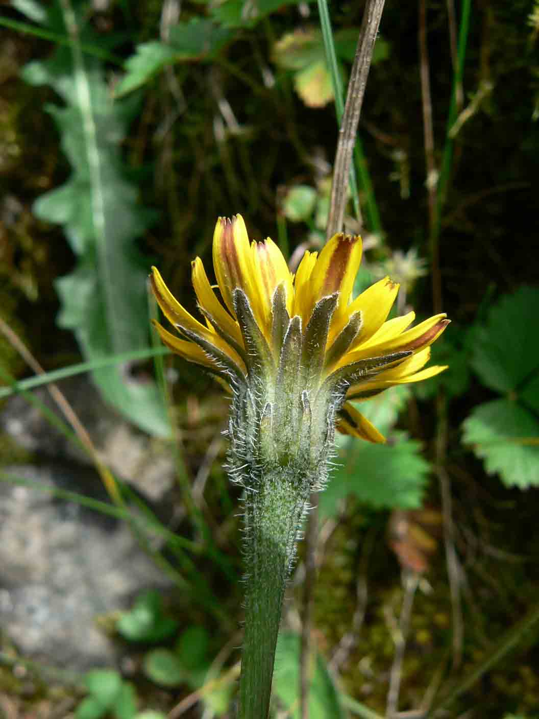 Asteracea - Leontodon hispidus