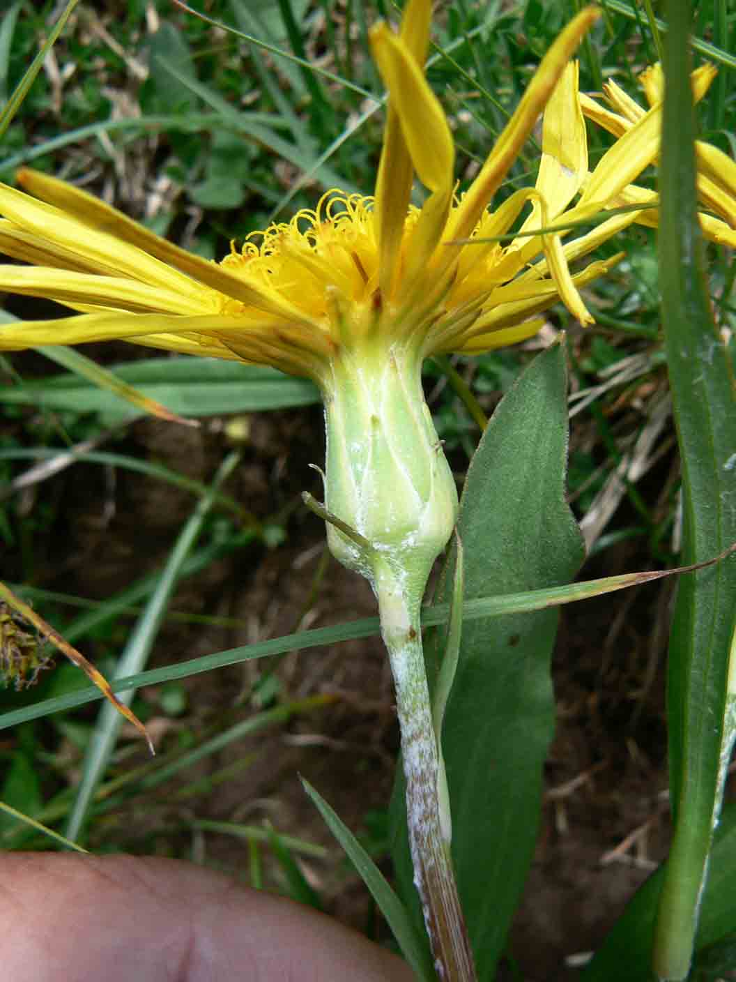 Scorzonera humilis / Scorzonera minore