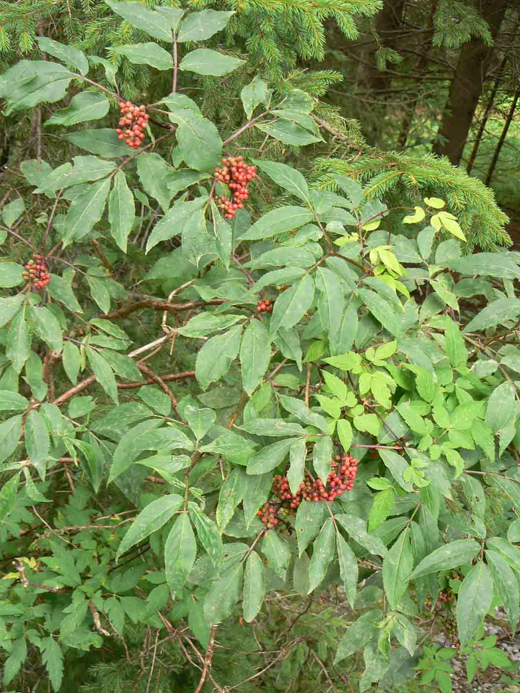 Sambucus racemosa