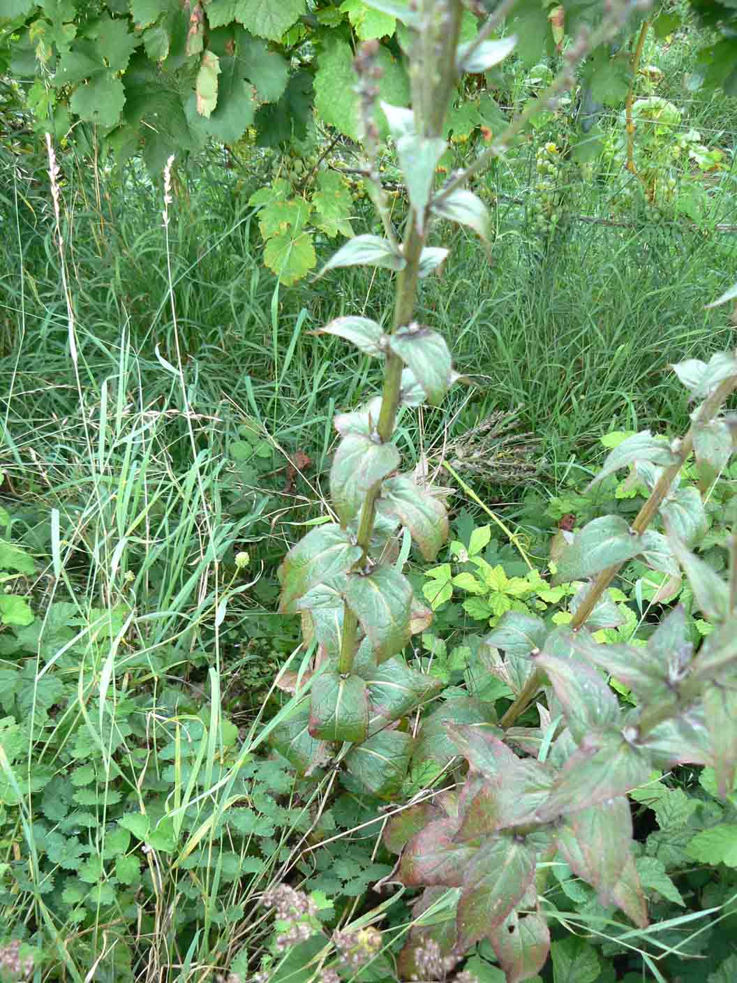 Verbascum lychnitis / Verbasco licnite