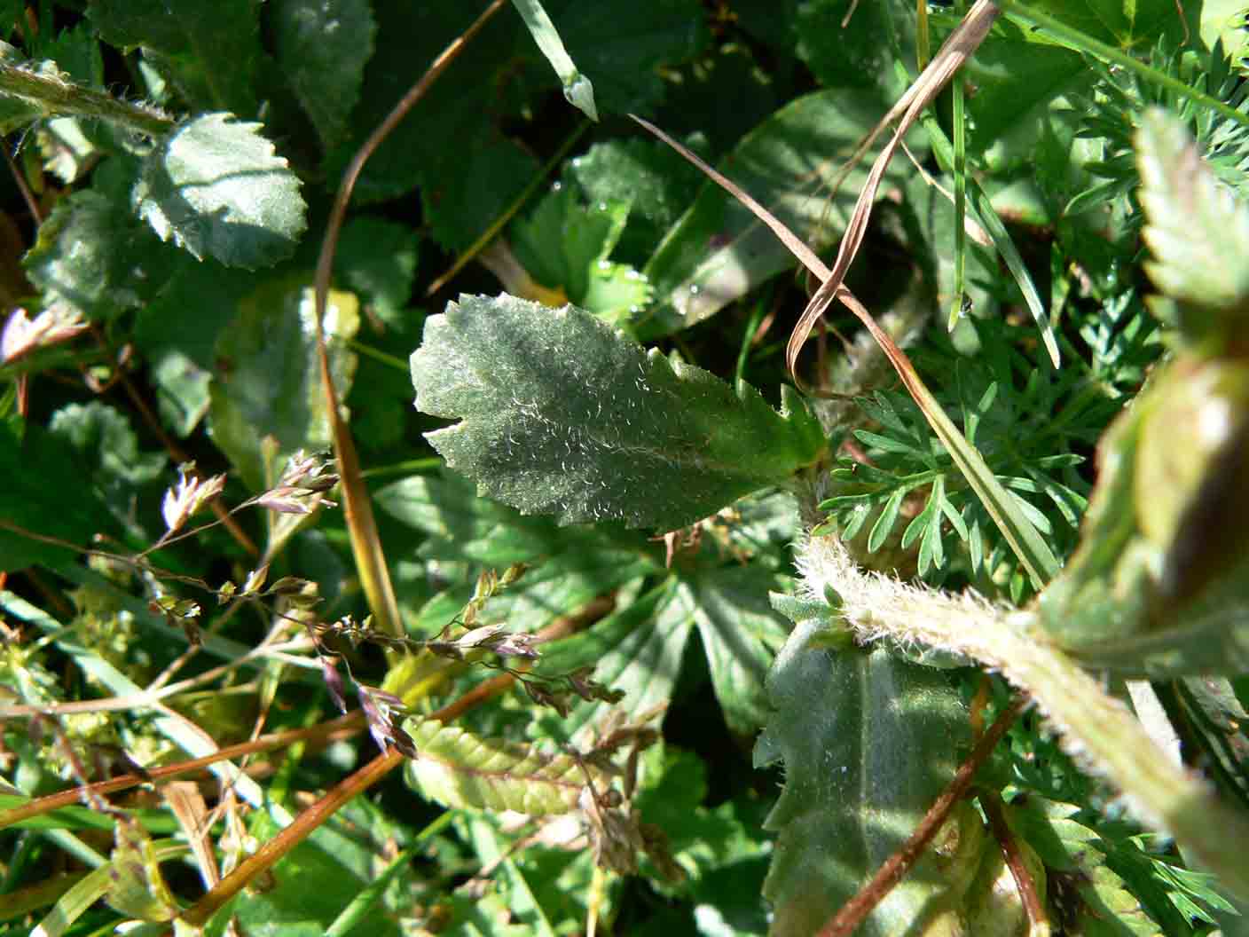 Leucanthemum ircutianum / Margherita tetraploide
