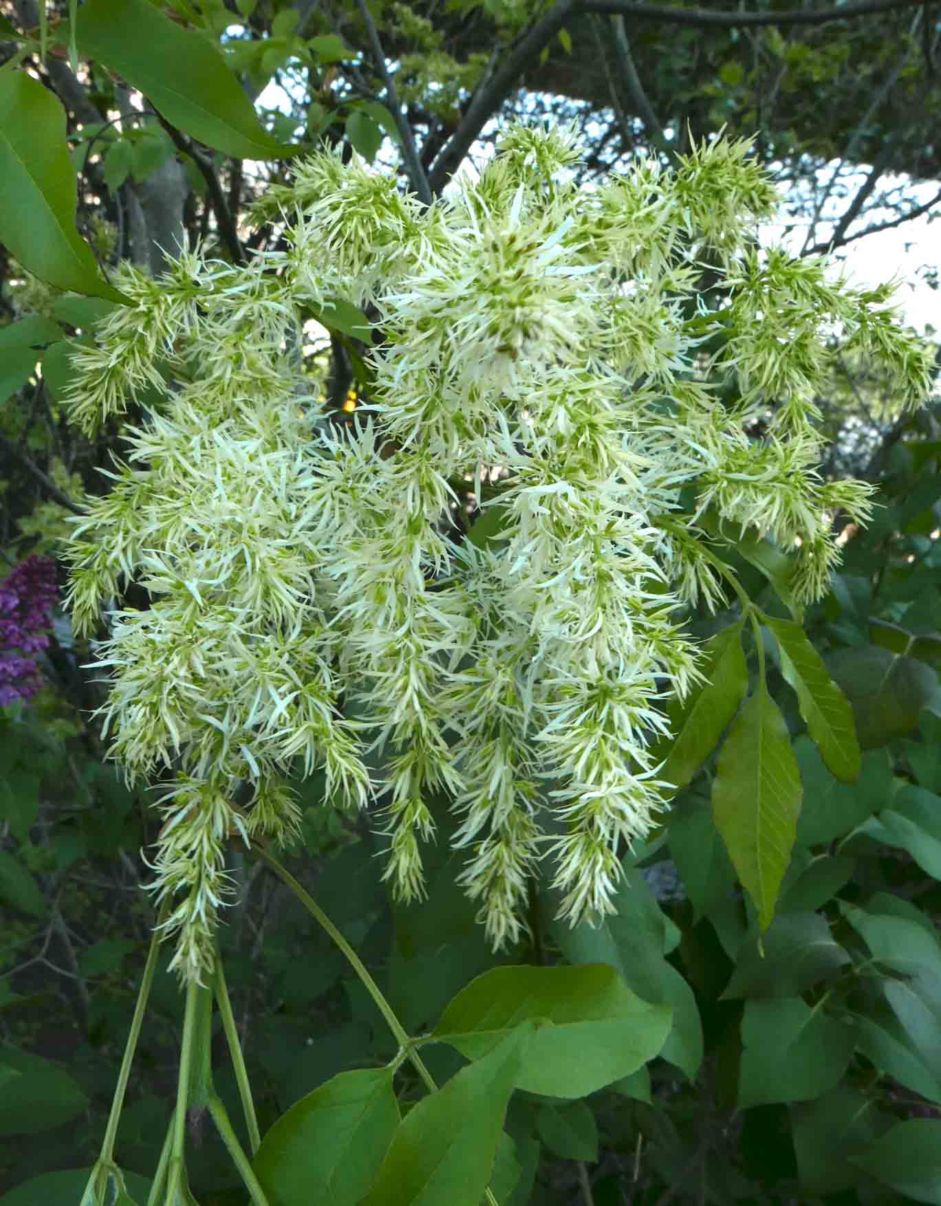 Fraxinus ornus