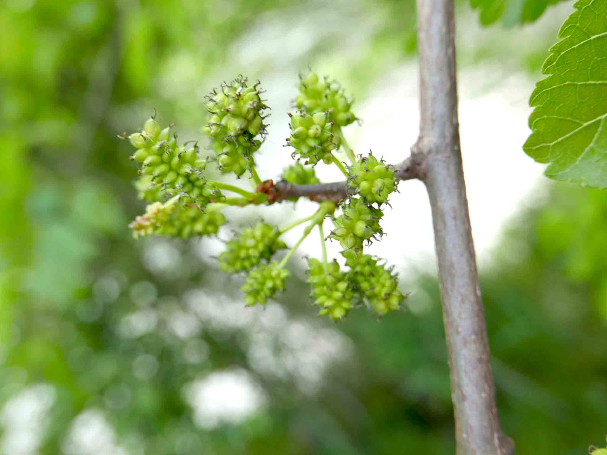 cfr, Morus alba