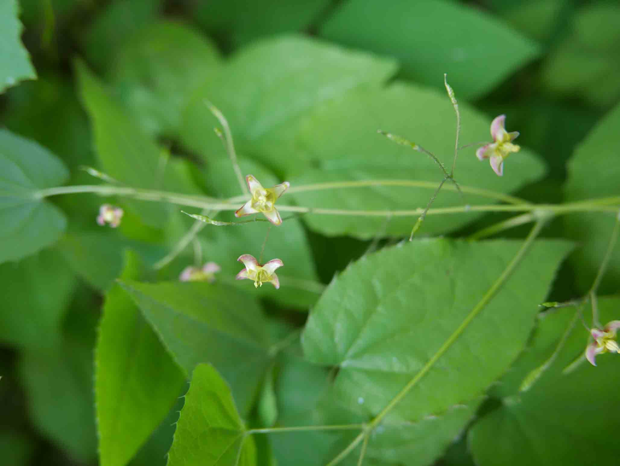 Epimedium alpinum