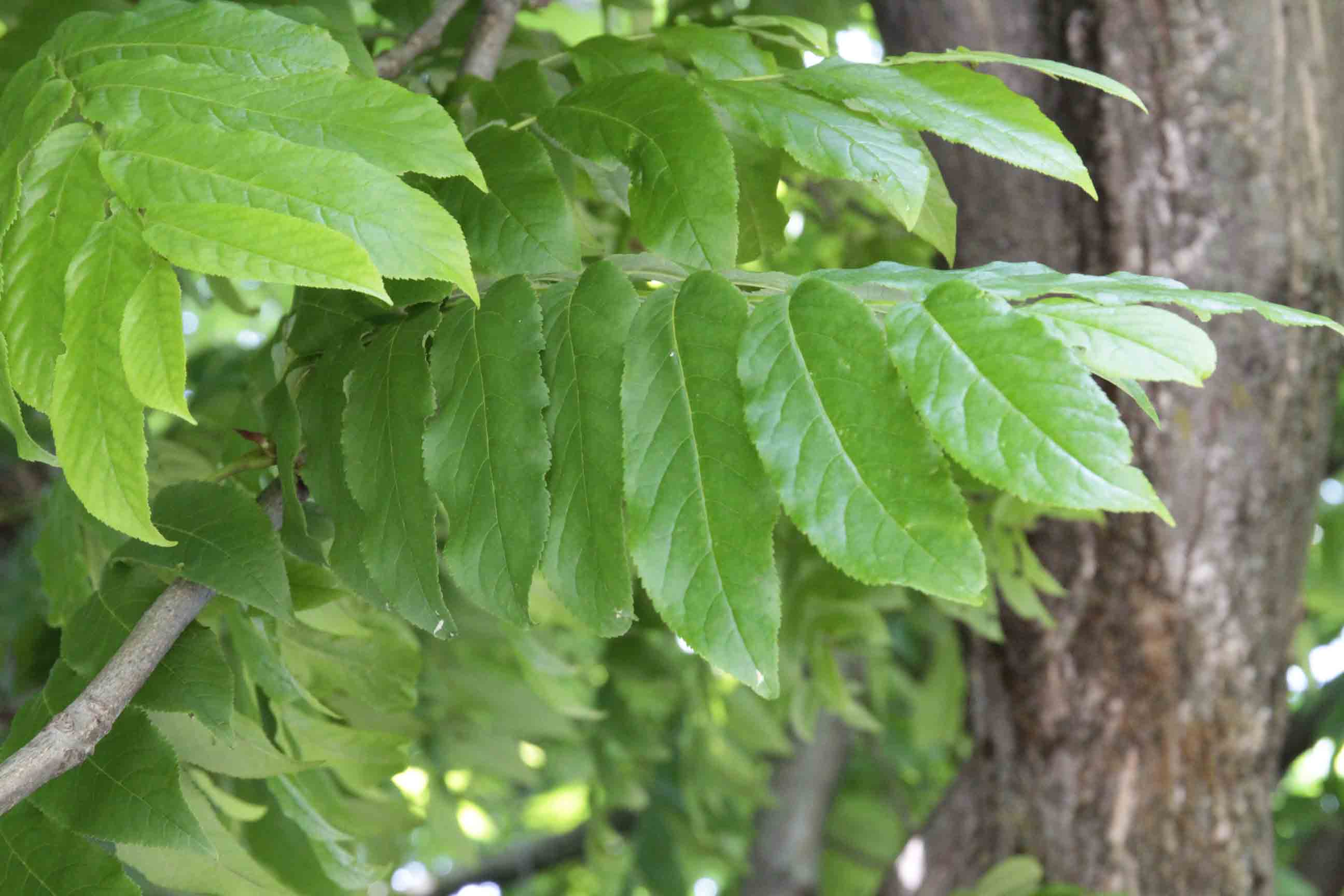 Juglans sp.