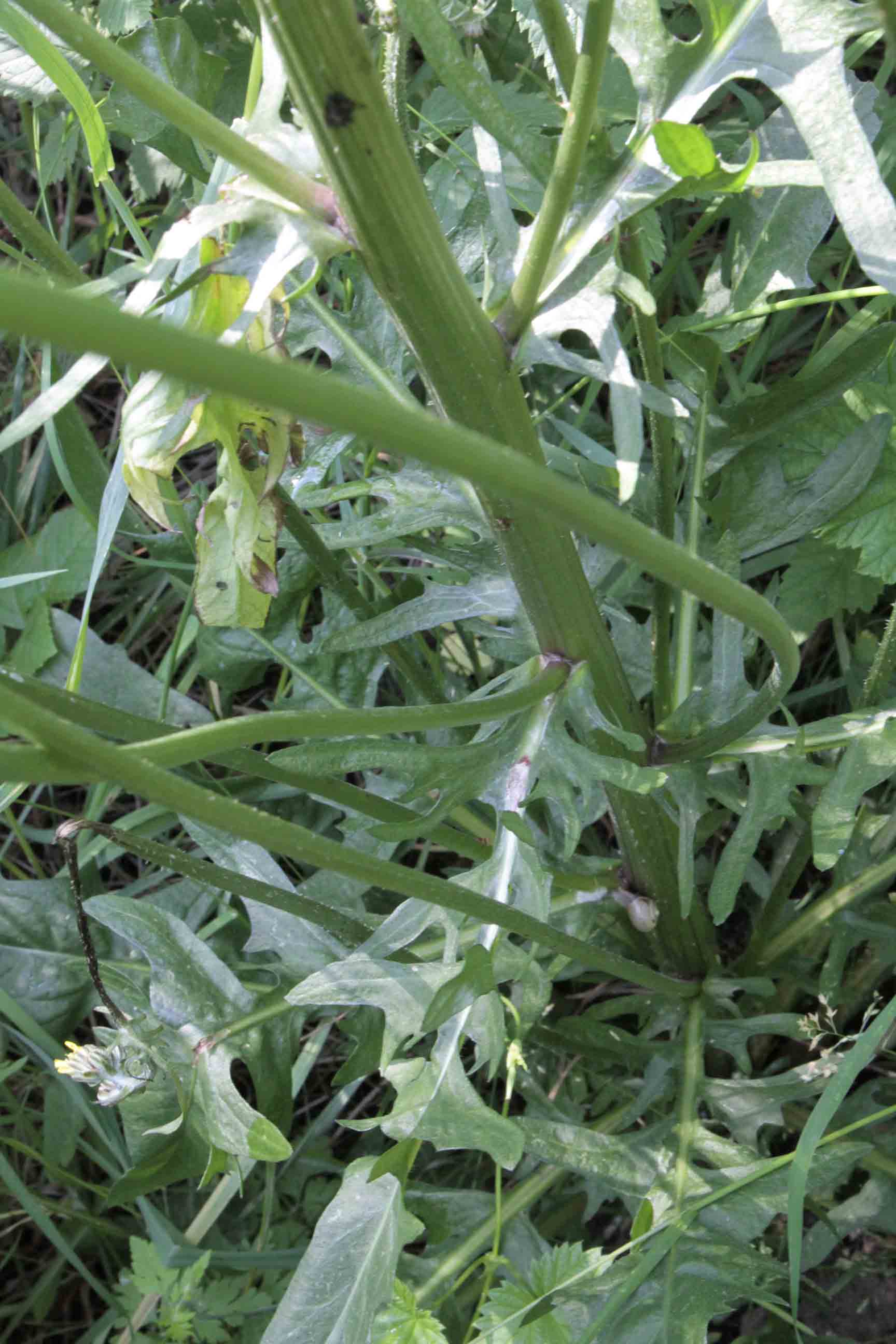 Crepis biennis / Radicchiella dei prati