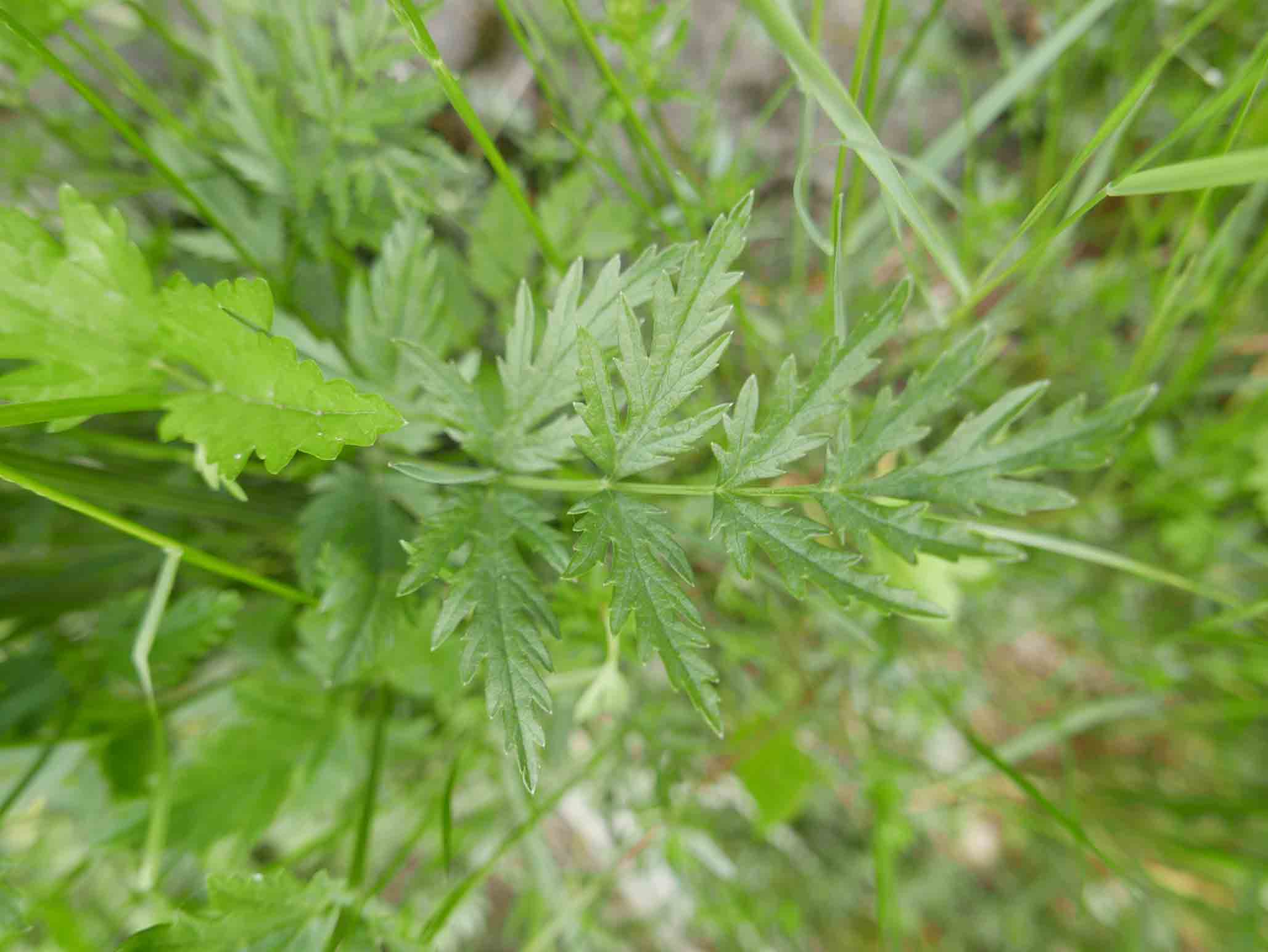 Pimpinella major / Pimpinella maggiore