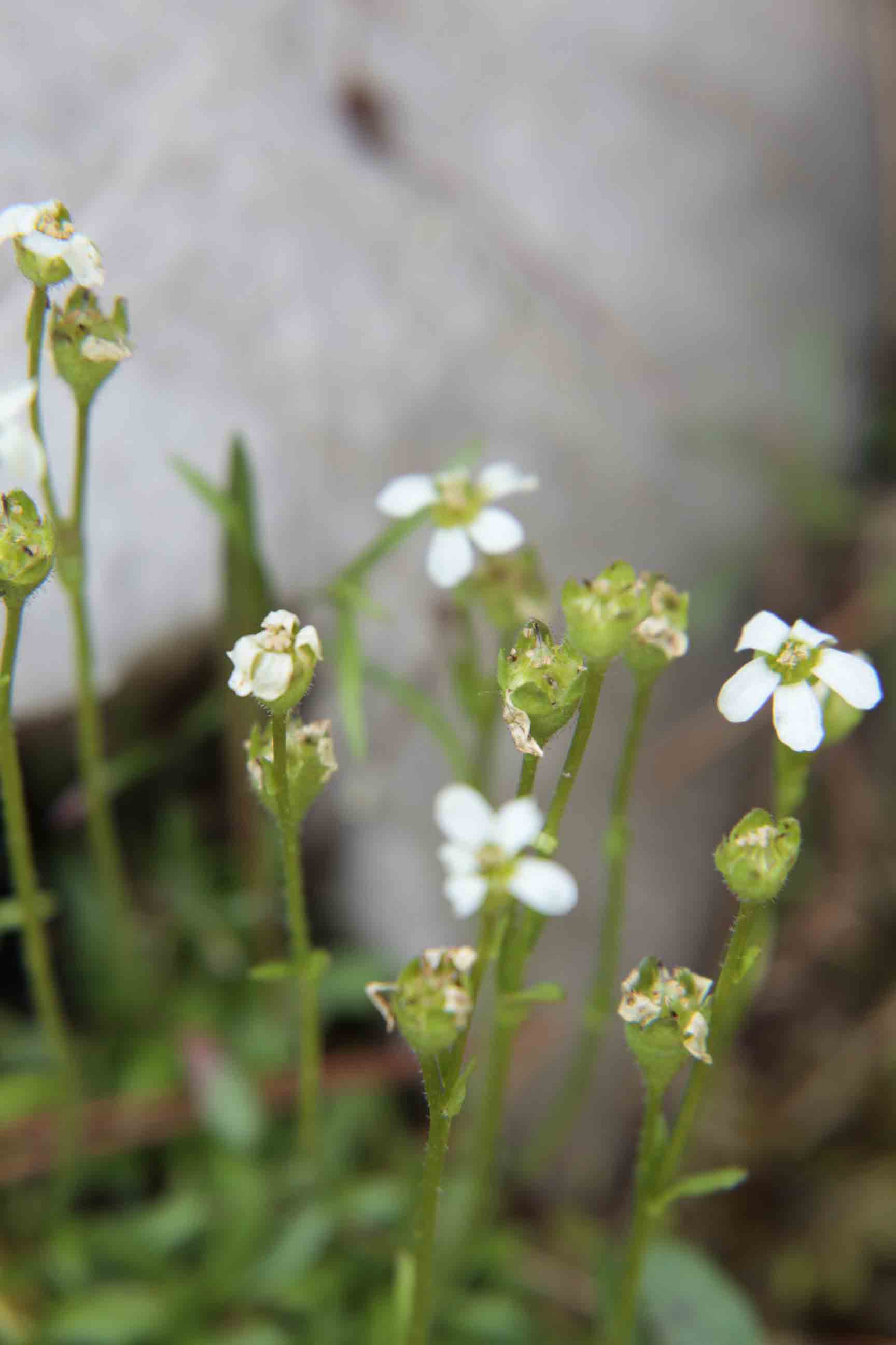 Saxifraga androsacea