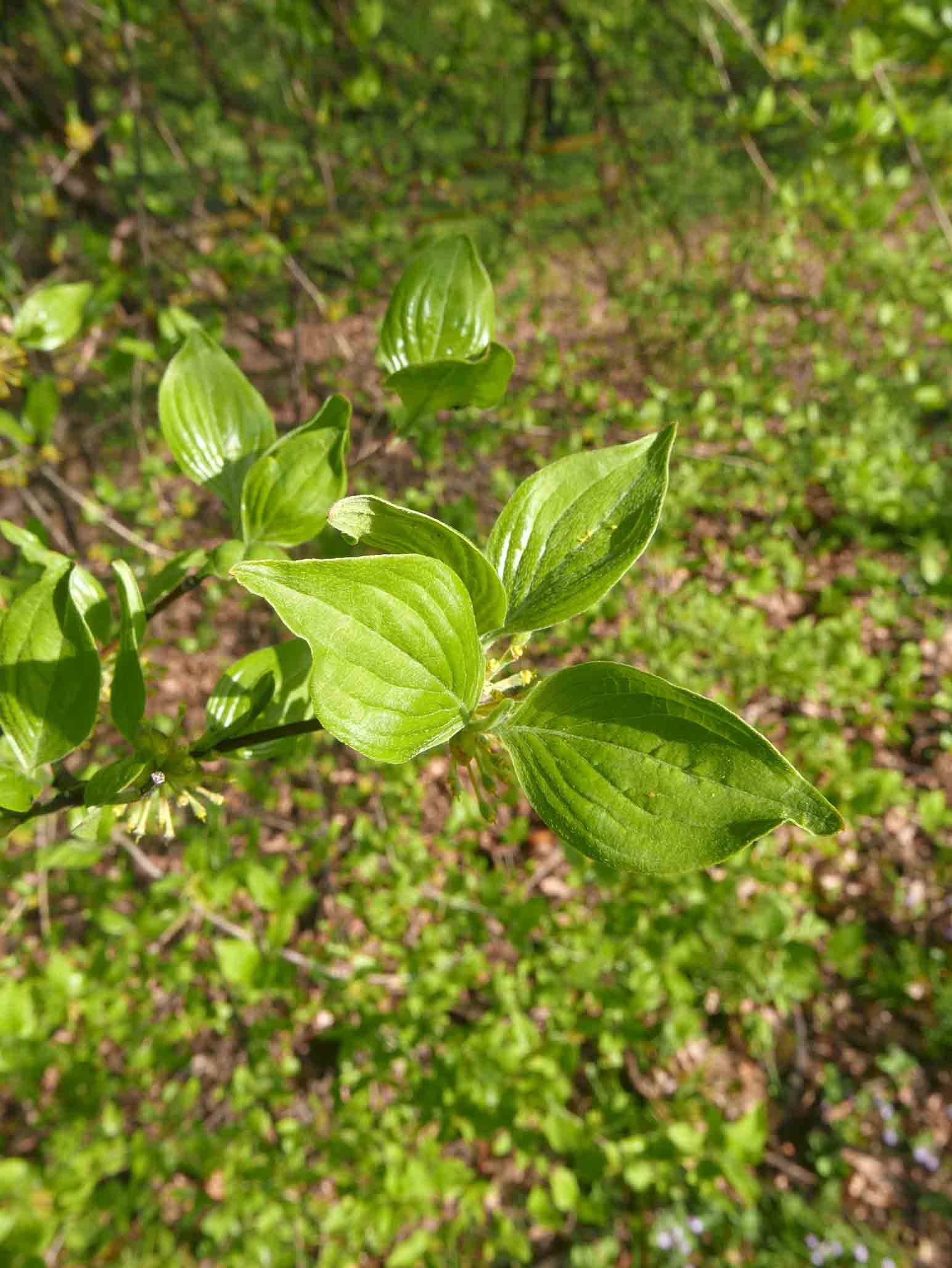 Cornus mas / Corniolo