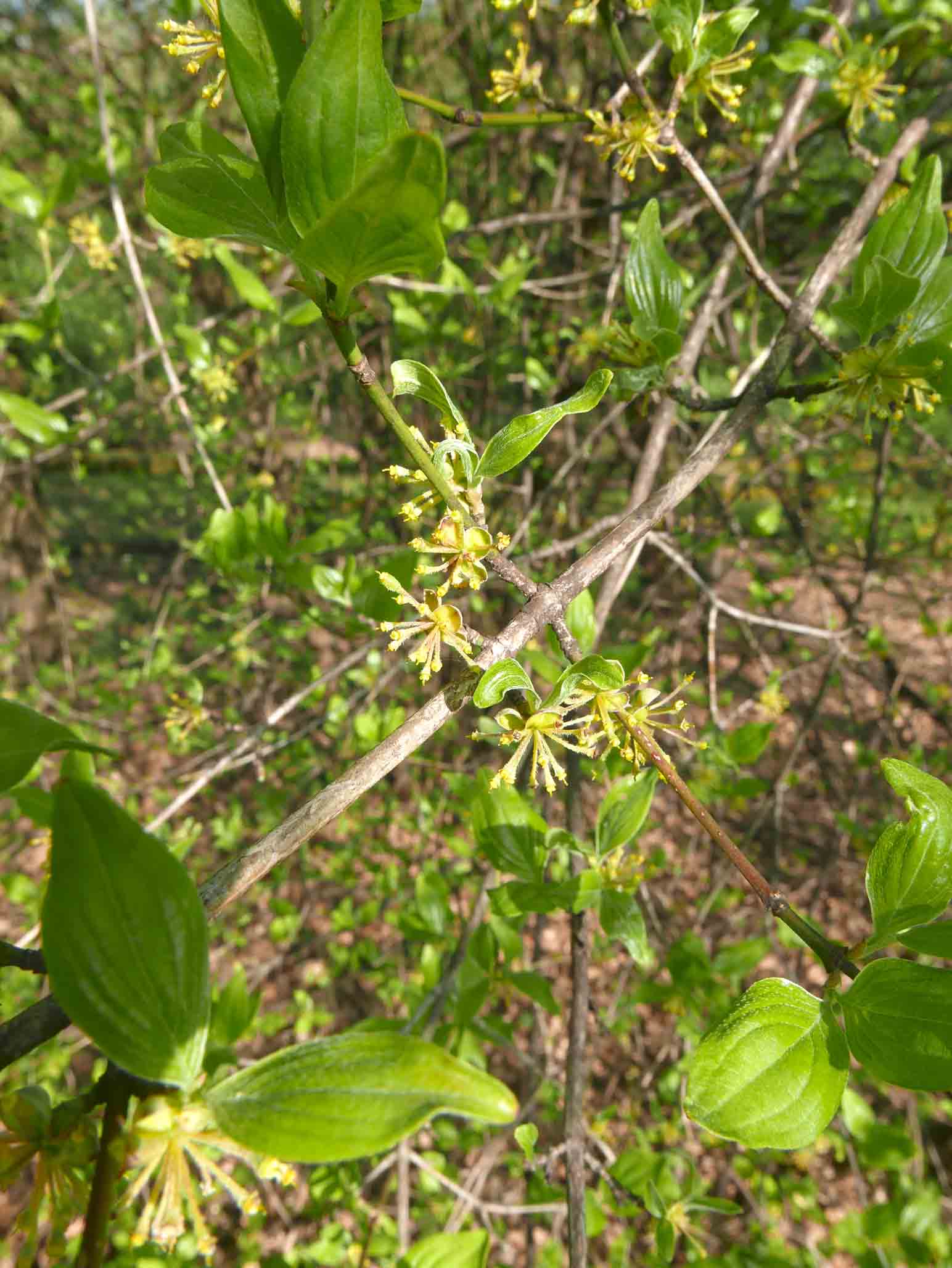 Cornus mas / Corniolo