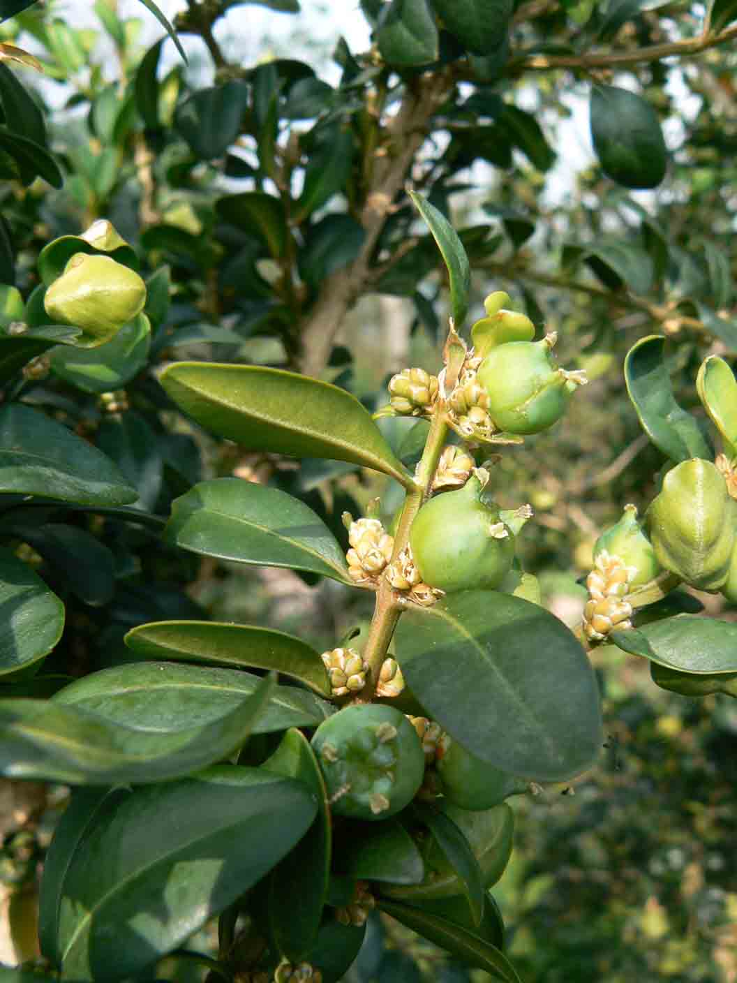 Buxus sempervirens / Bosso comune