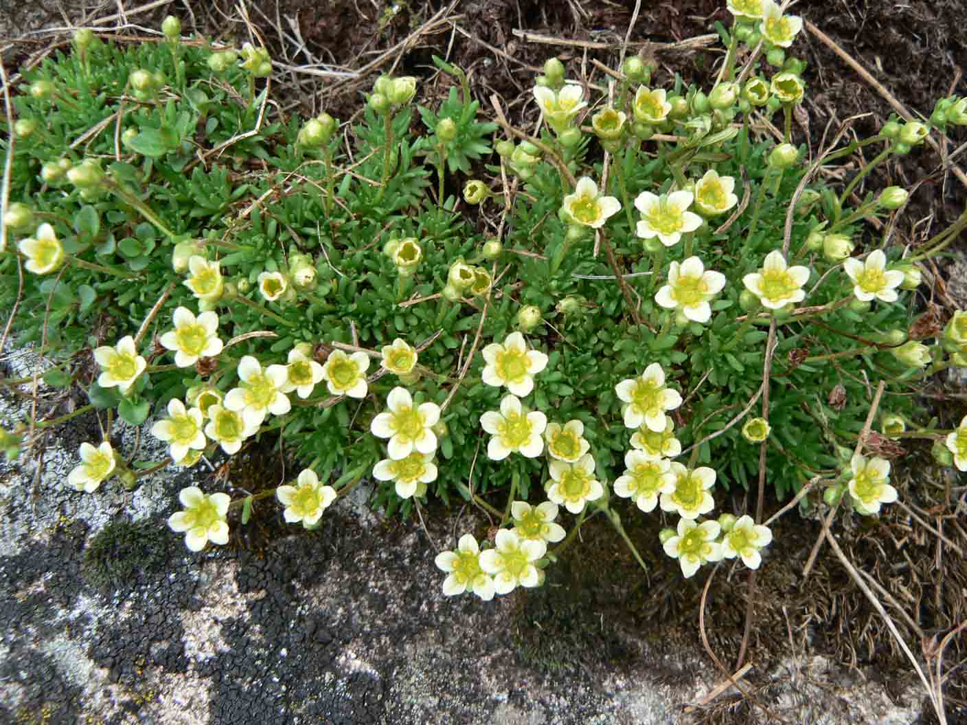 Saxifraga exarata s.l.