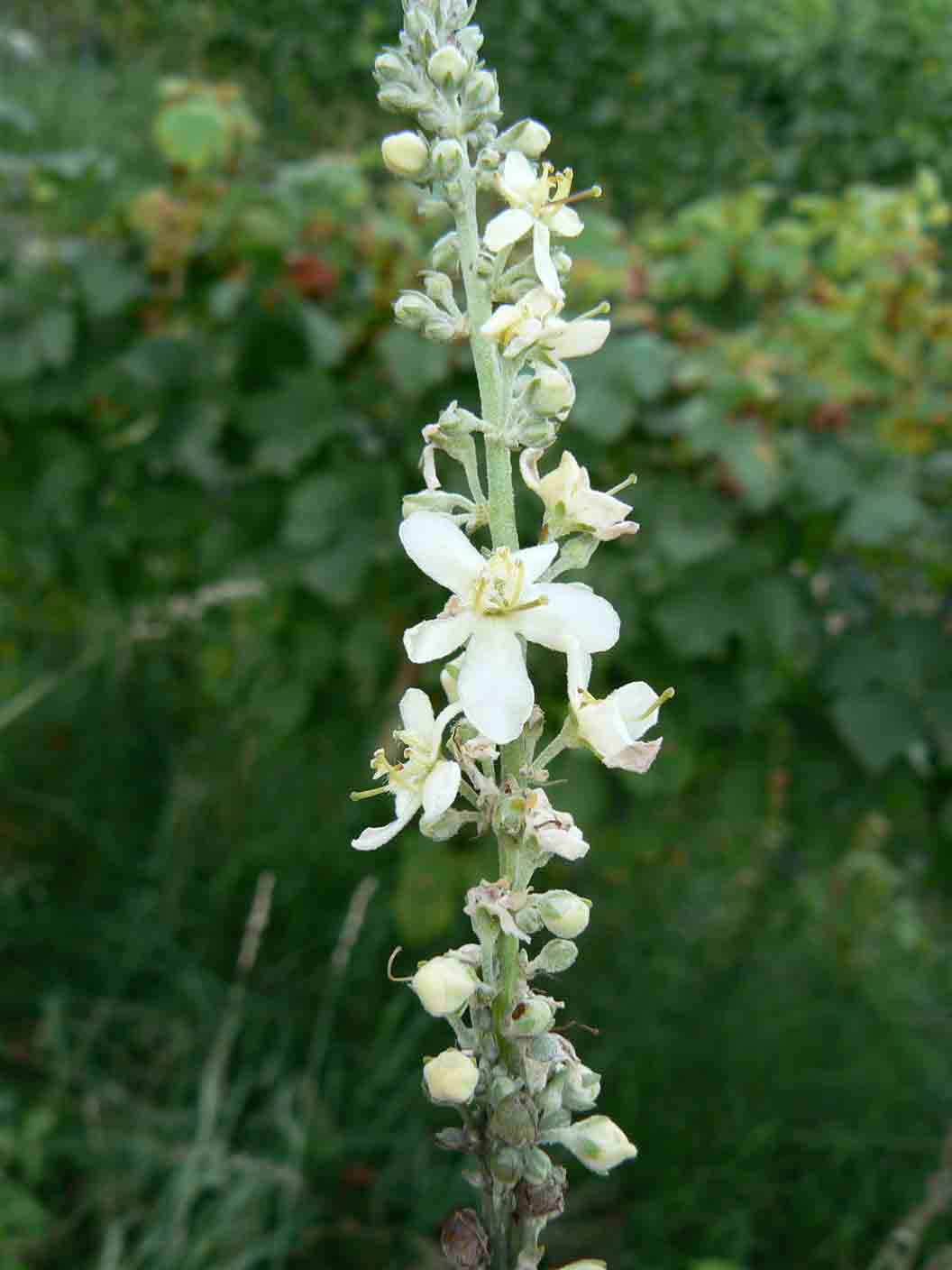 Verbascum lychnitis / Verbasco licnite