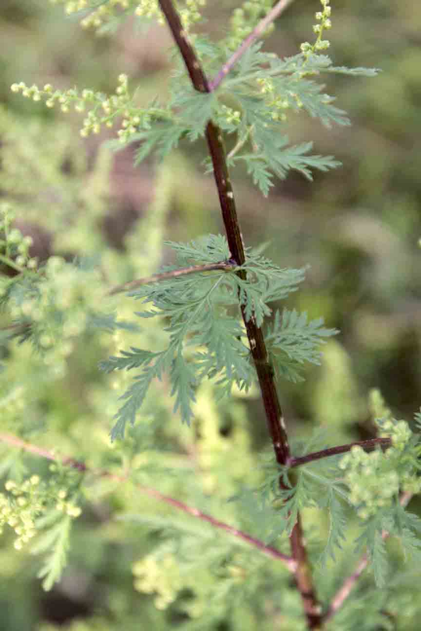 Artemisia annua