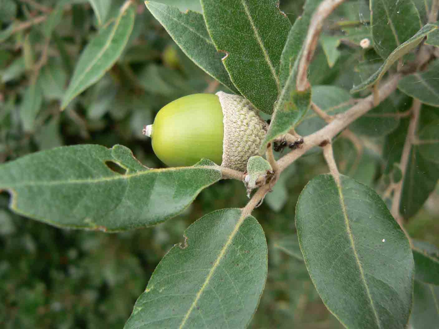 Quercus ilex