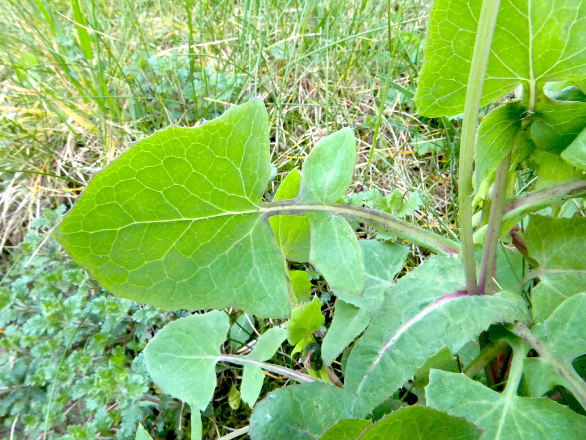 Sonchus oleraceus