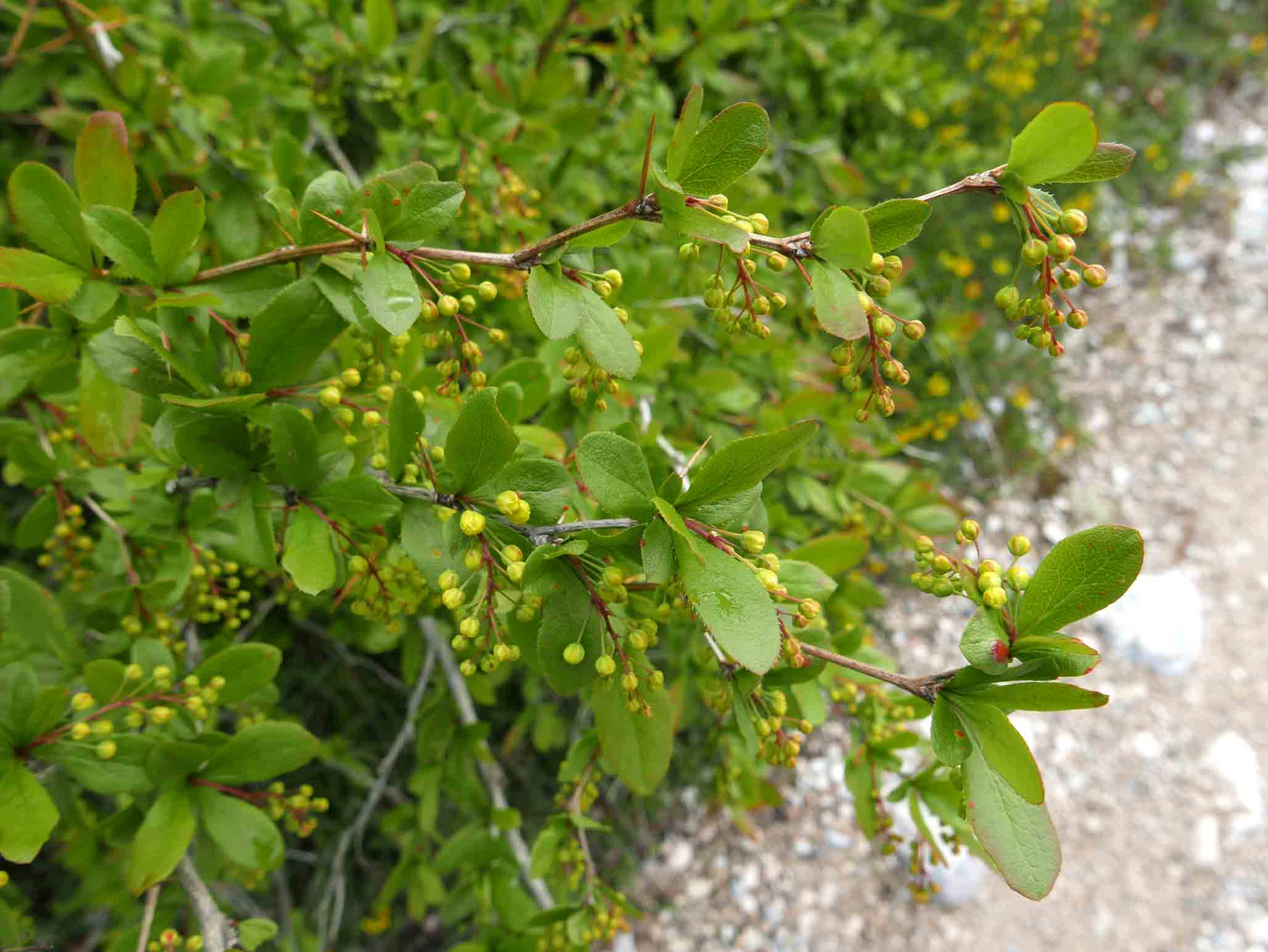 Berberis vulgaris/crespino comune