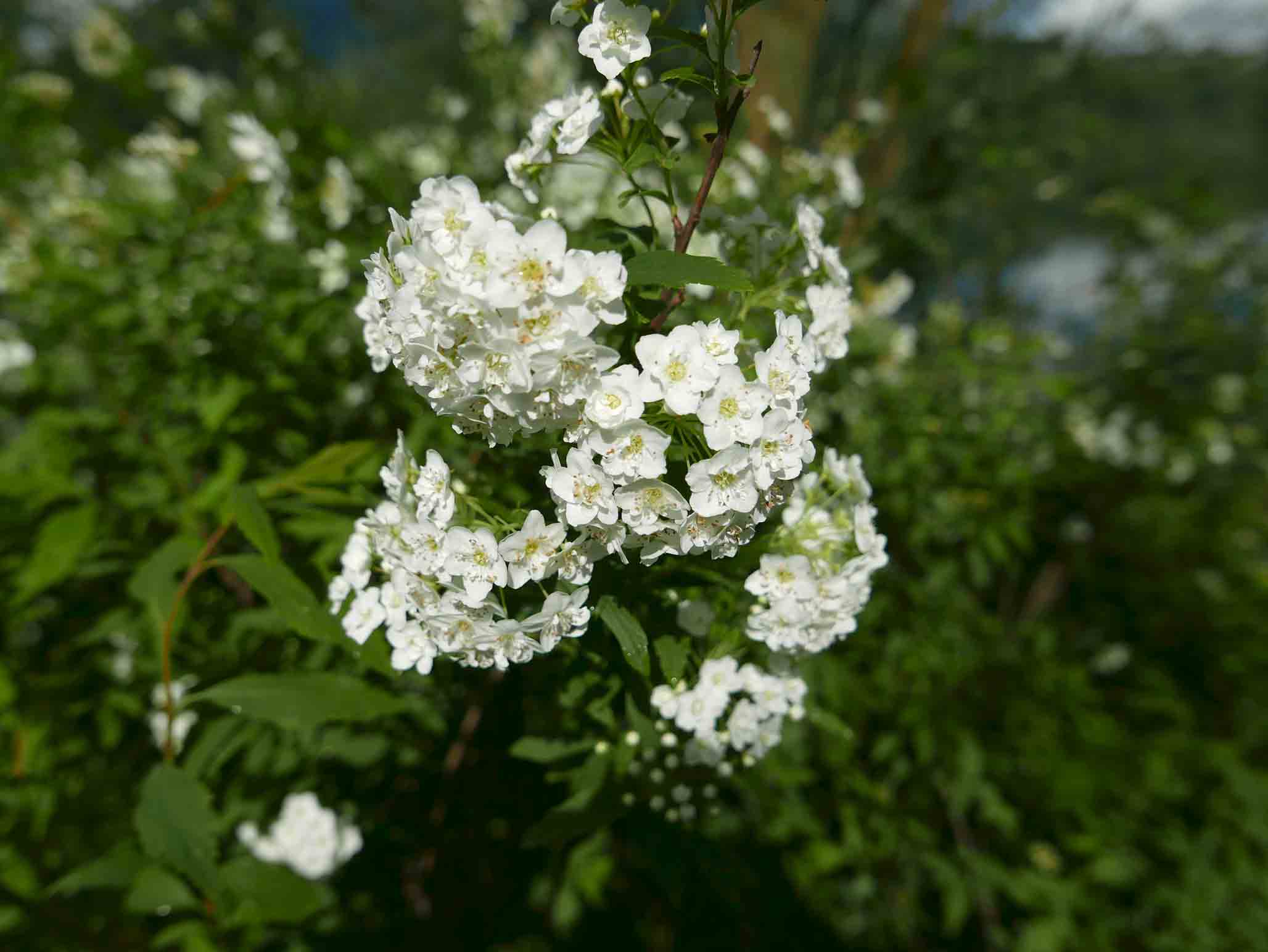 Spiraea x vanhouttei / Spirea di Van Houtte