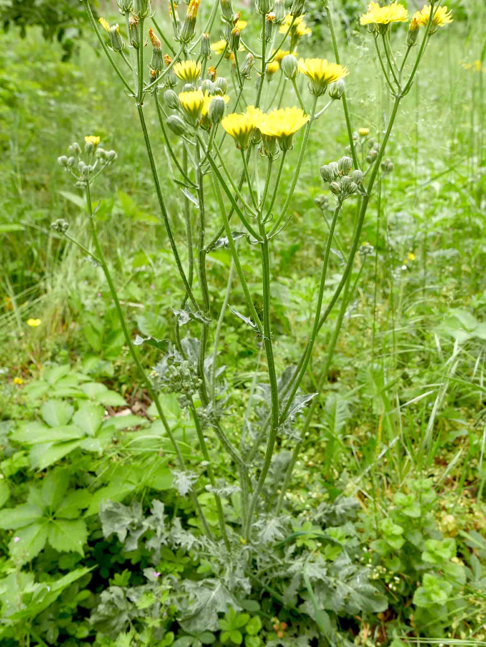 Crepis vesicaria subsp. taraxacifolia