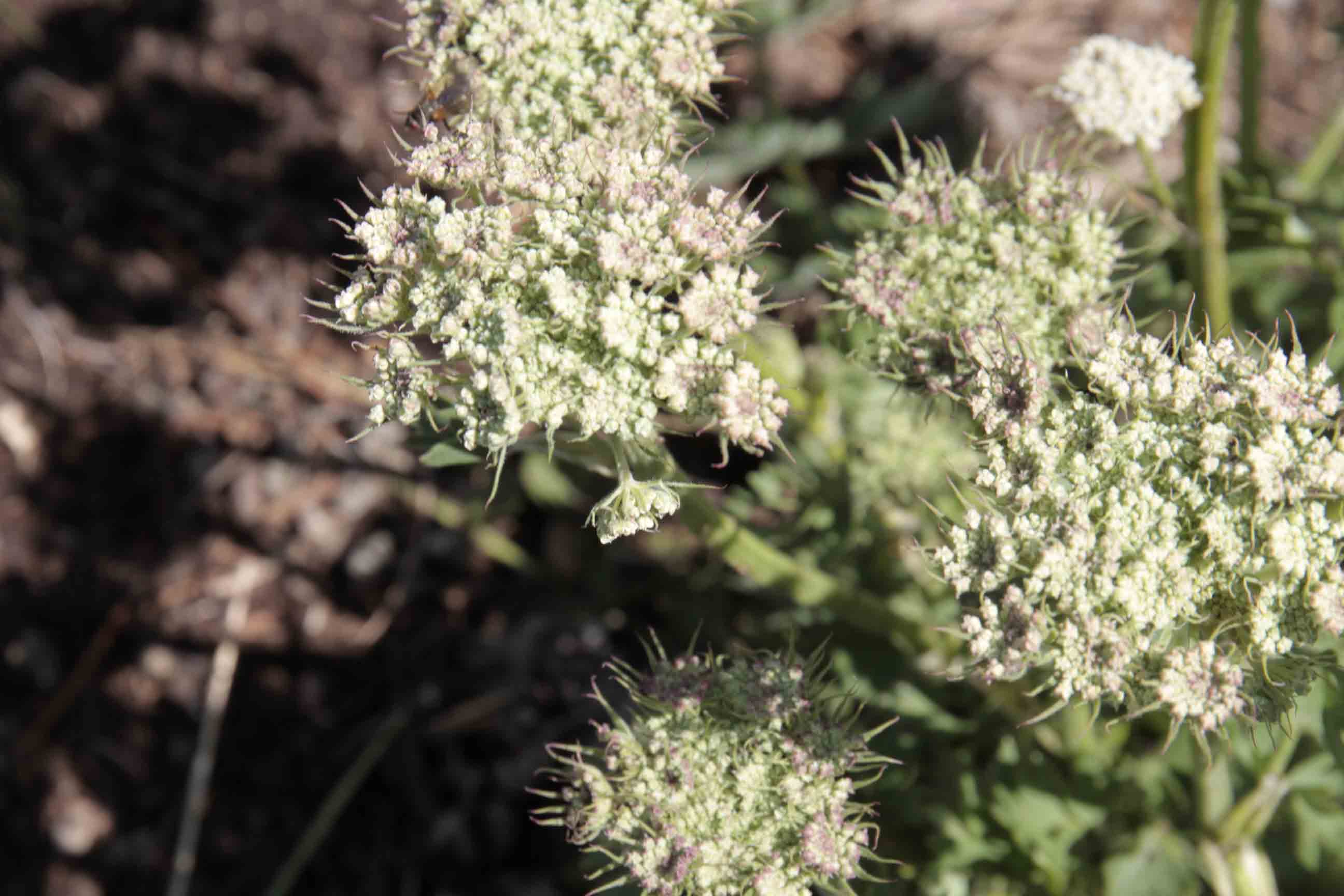 Apiacea - Seseli libanotis