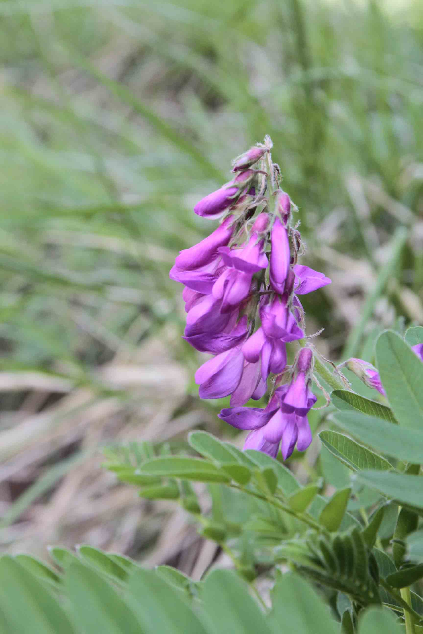 Hedysarum hedysaroides / Sulla alpina