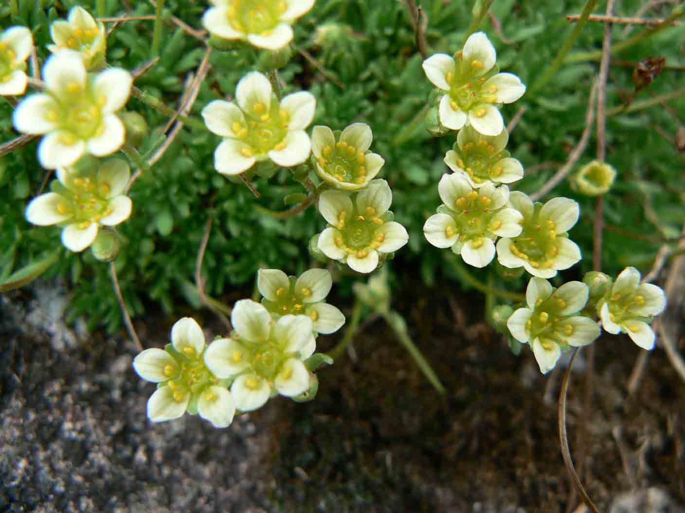 Saxifraga exarata s.l.