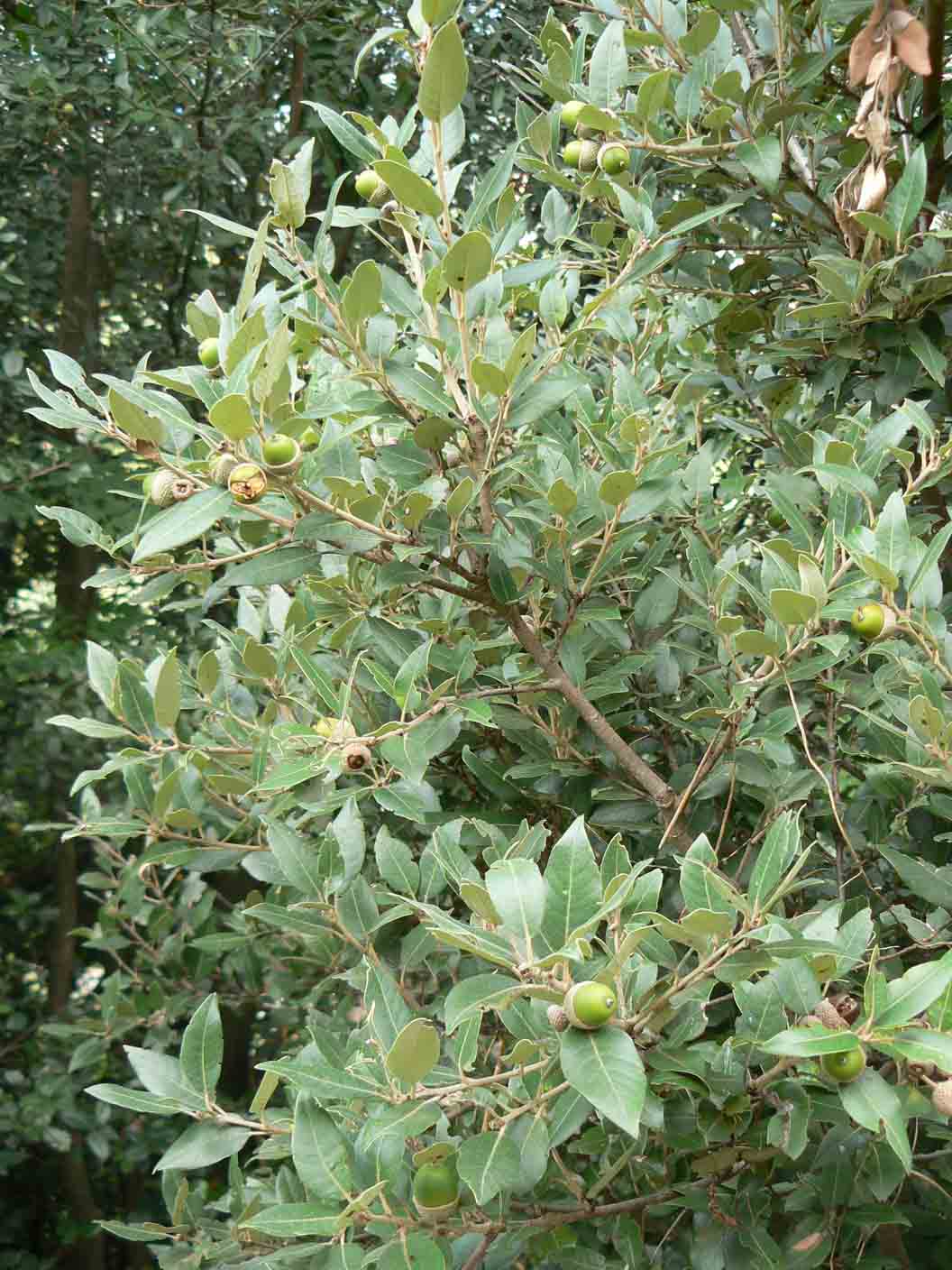 Quercus ilex